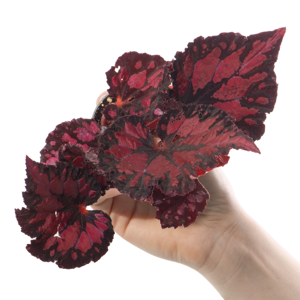 Бегония Пинкпоп (Begonia Pink Pop) D6см
