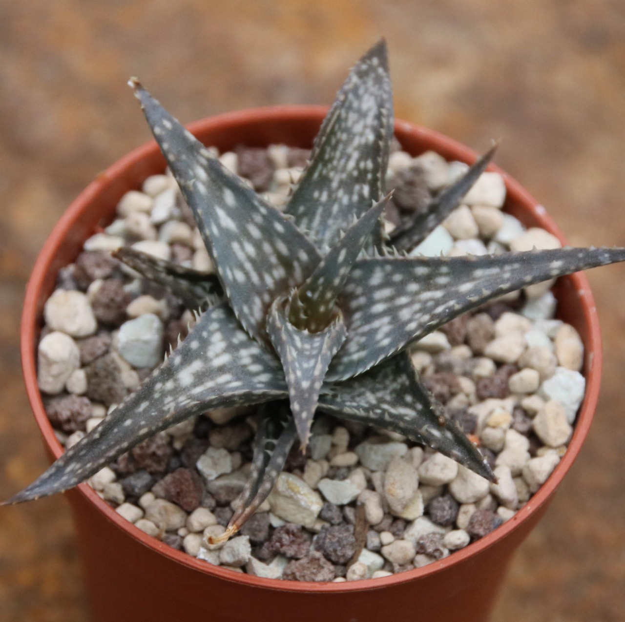 Алоэ Дескоингса (Aloe descoingsii) D5см