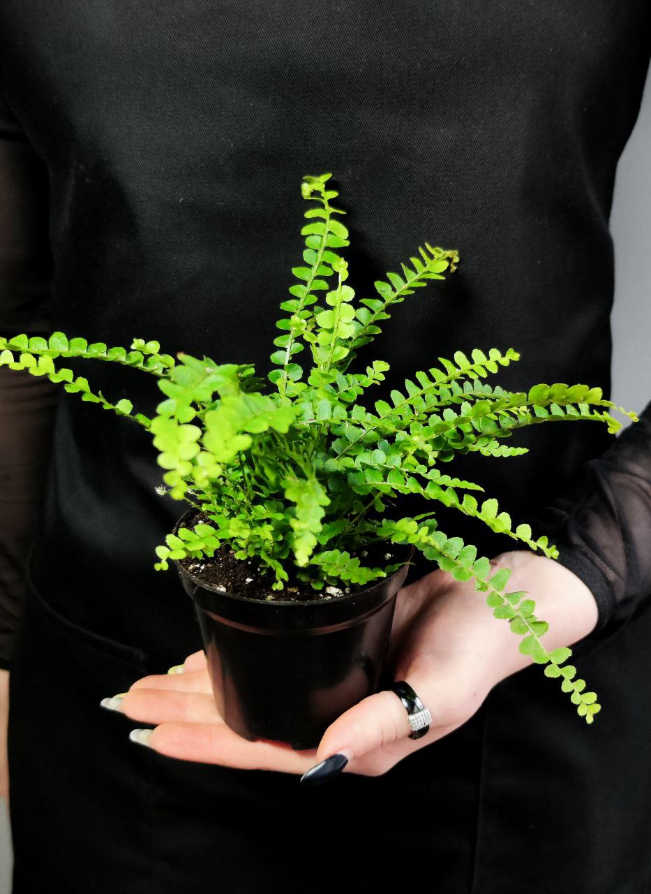 Нефролепис Даффи (Nephrolepis Exaltata Duffy) D8,5см