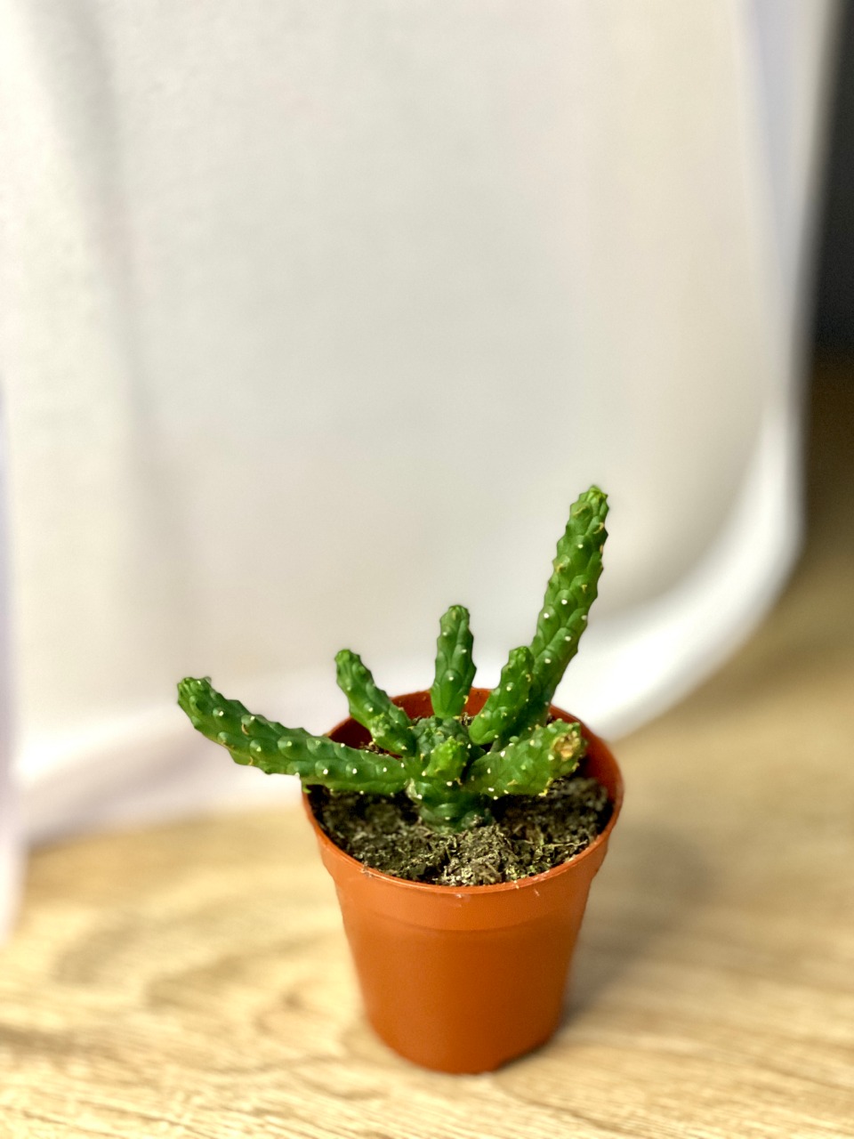 Молочай Безостый, или Эуфорбия Медузовидная (Euphorbia Inermis) D5см