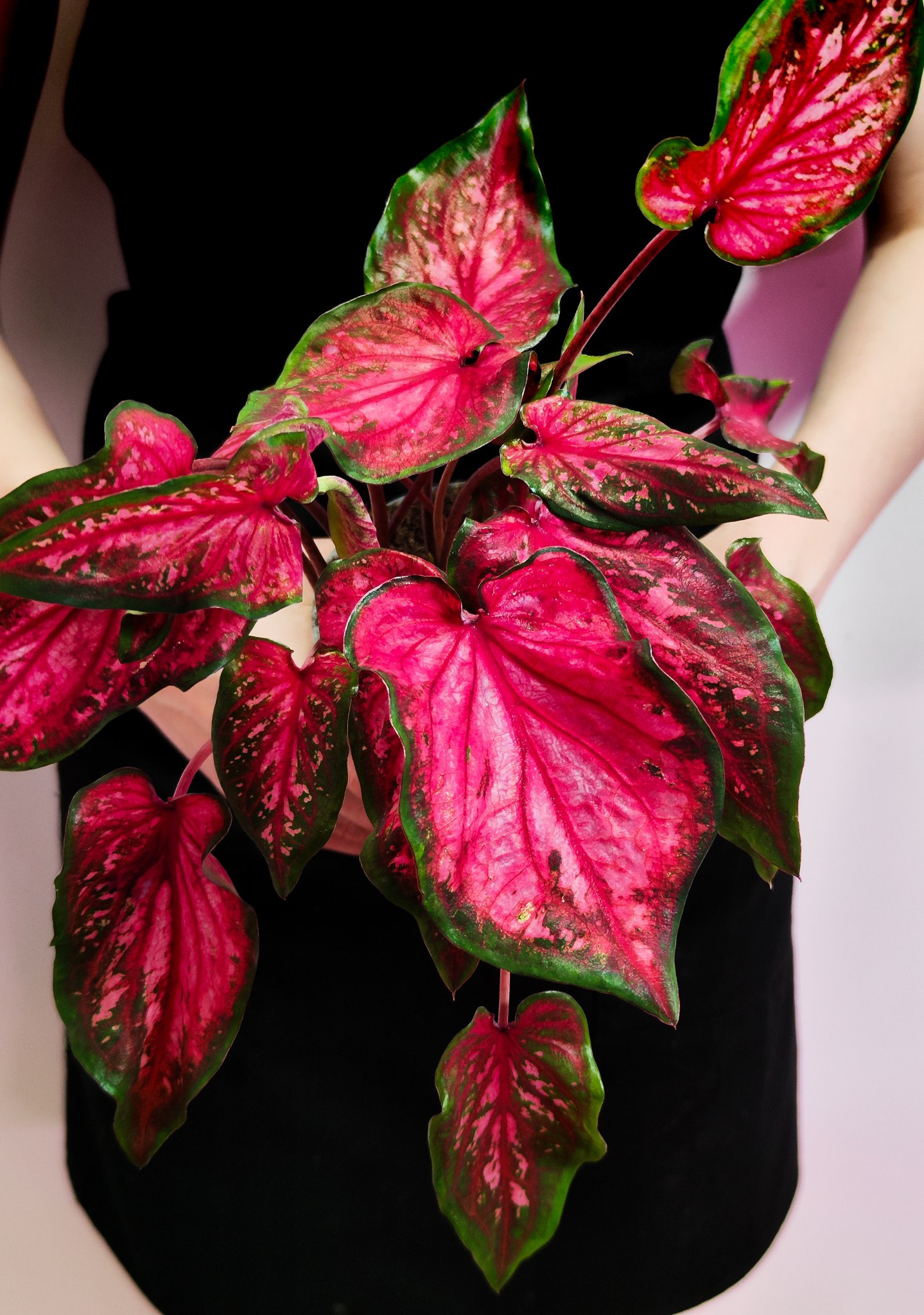 Каладиум Скарлет Флейм (Caladium Scarlet Flame) D12см