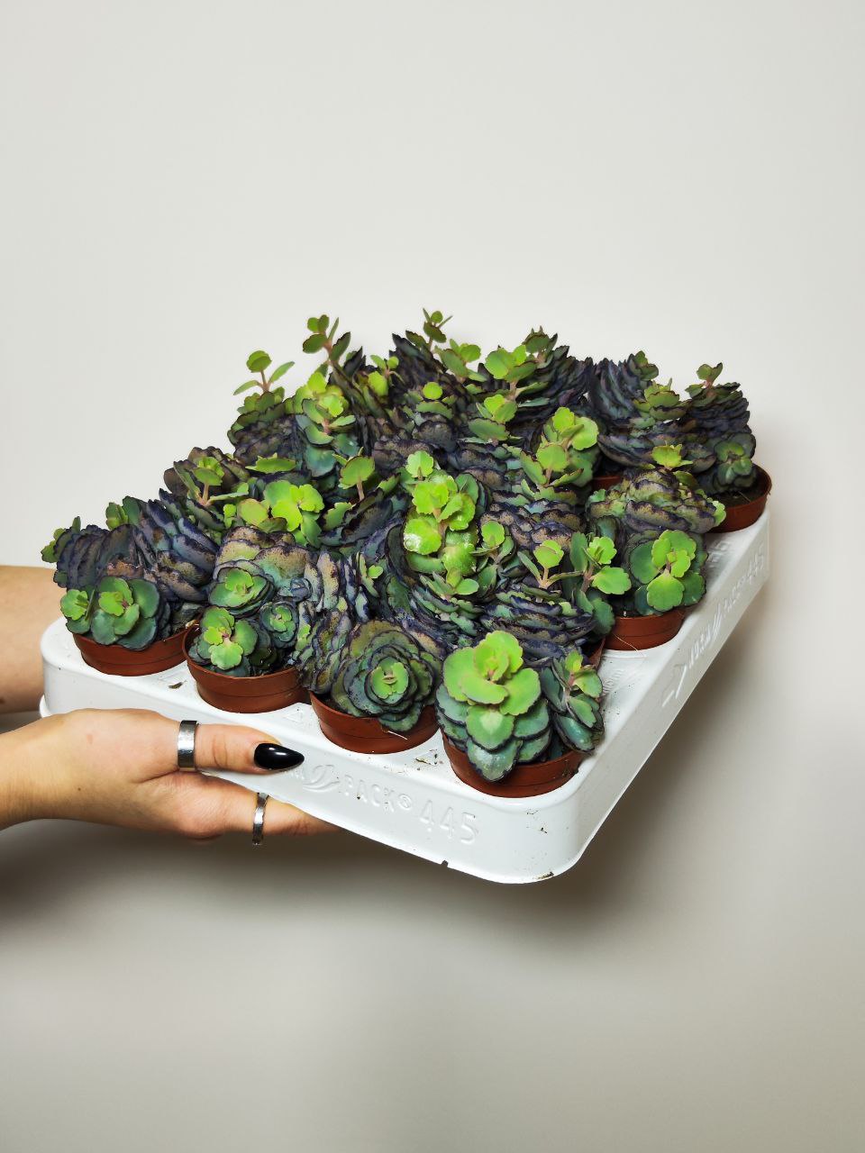 Каланхоэ Лаксифлора (Kalanchoe Laxiflora) D5см