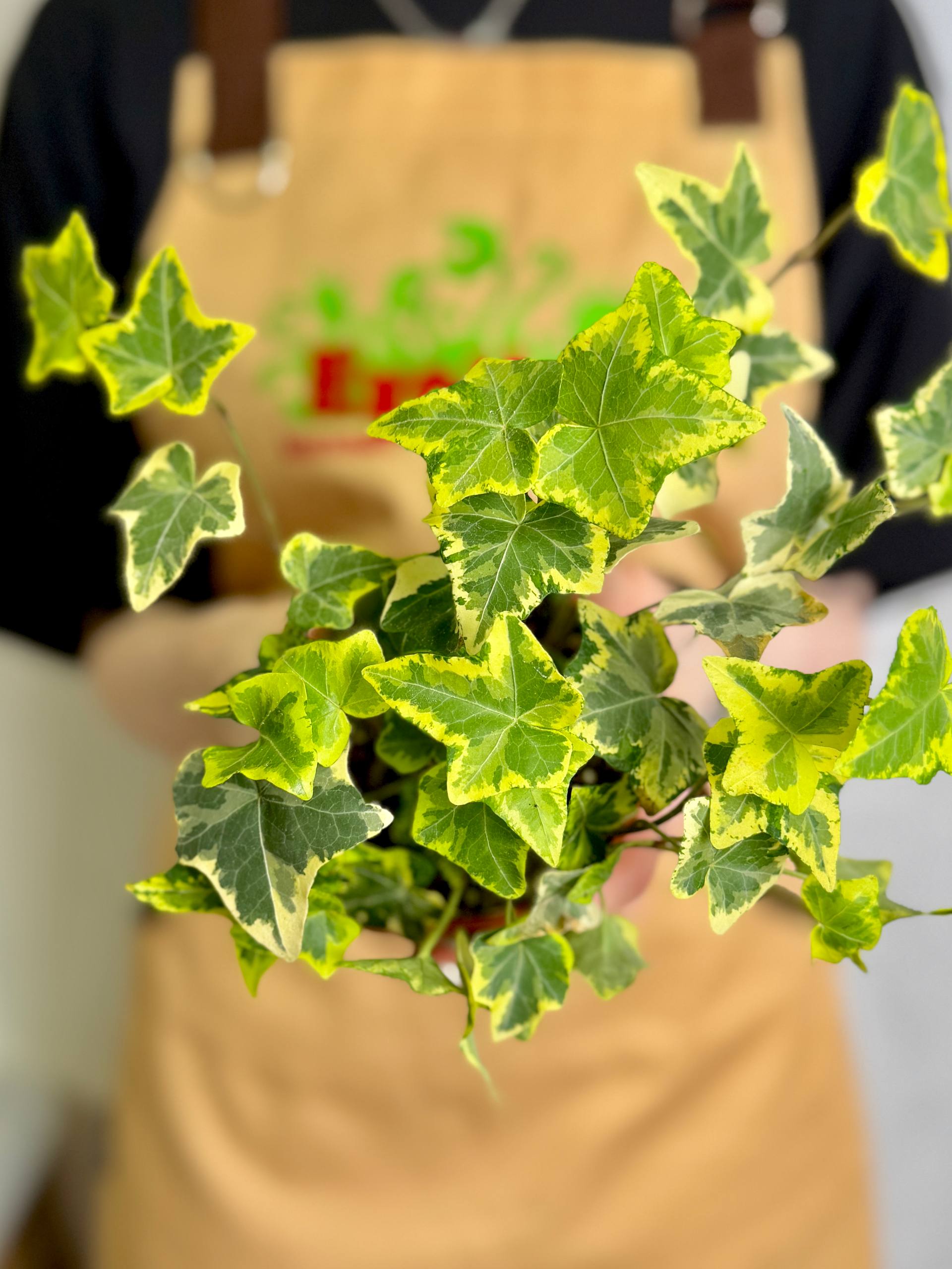 Плющ Хедера Голден Колибри (Hedera Helix Golden Kolibri) D9см