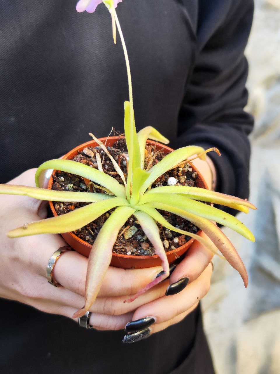 Жирянка Афродита (Pinguicula Aphrodite) D9см