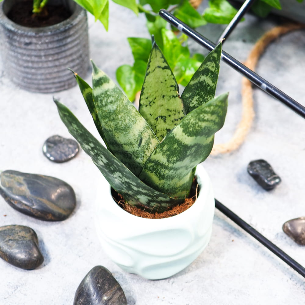 Сансевиерия Зейланика Фан (Sansevieria Zeylanica Fan) D6см