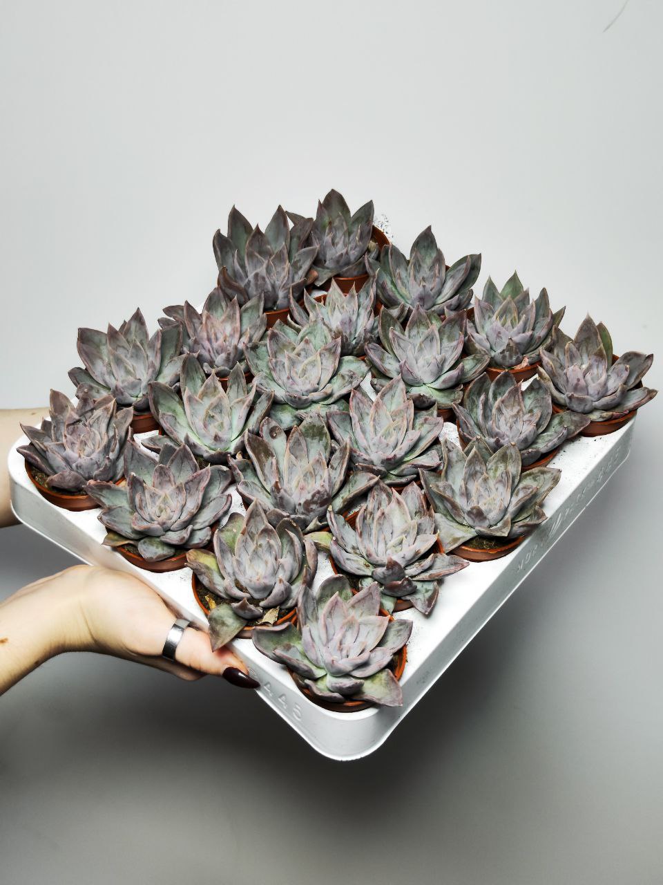 Эхеверия Сильвер Шайн (Echeveria Silver Shine) D5см