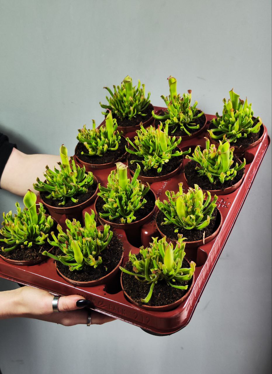 Гелиамфора (Heliamphora Heterodoxa x Minor) D9см