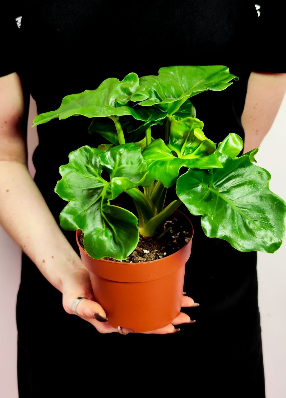 Филодендрон Атом (Philodendron Atom) D12см