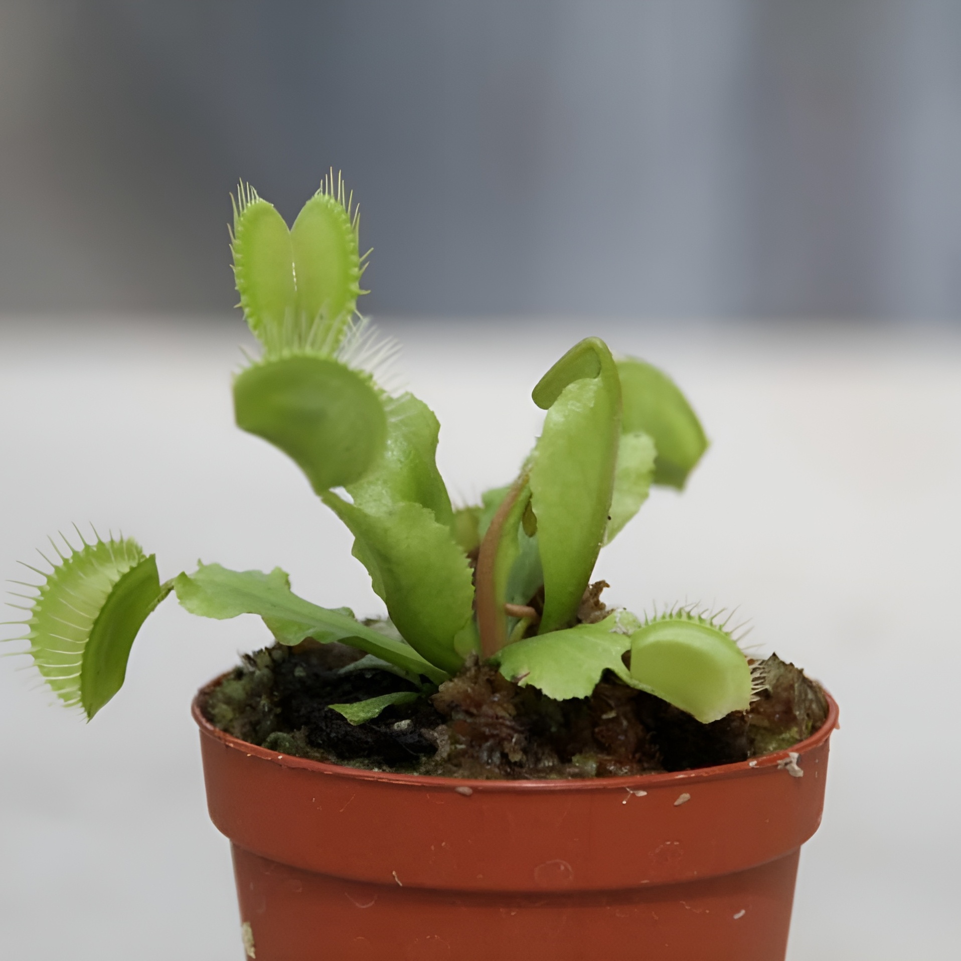 Венерина мухоловка, зеленая (Dionaea Muscipula) D9см