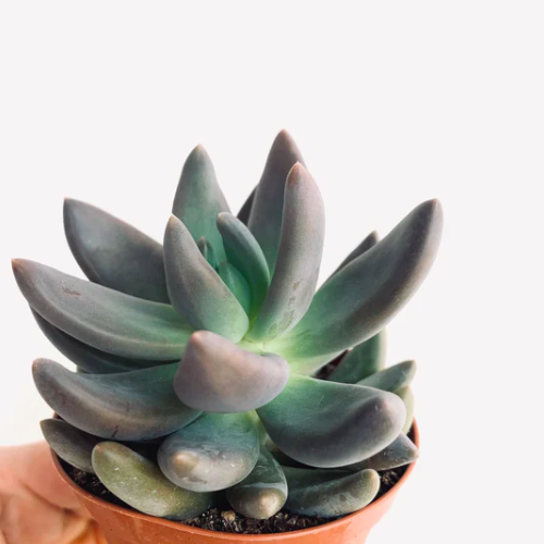 Пахифитум Брактеосум Фиткай (Pachyphytum Bracteosum Fitkai) D5см