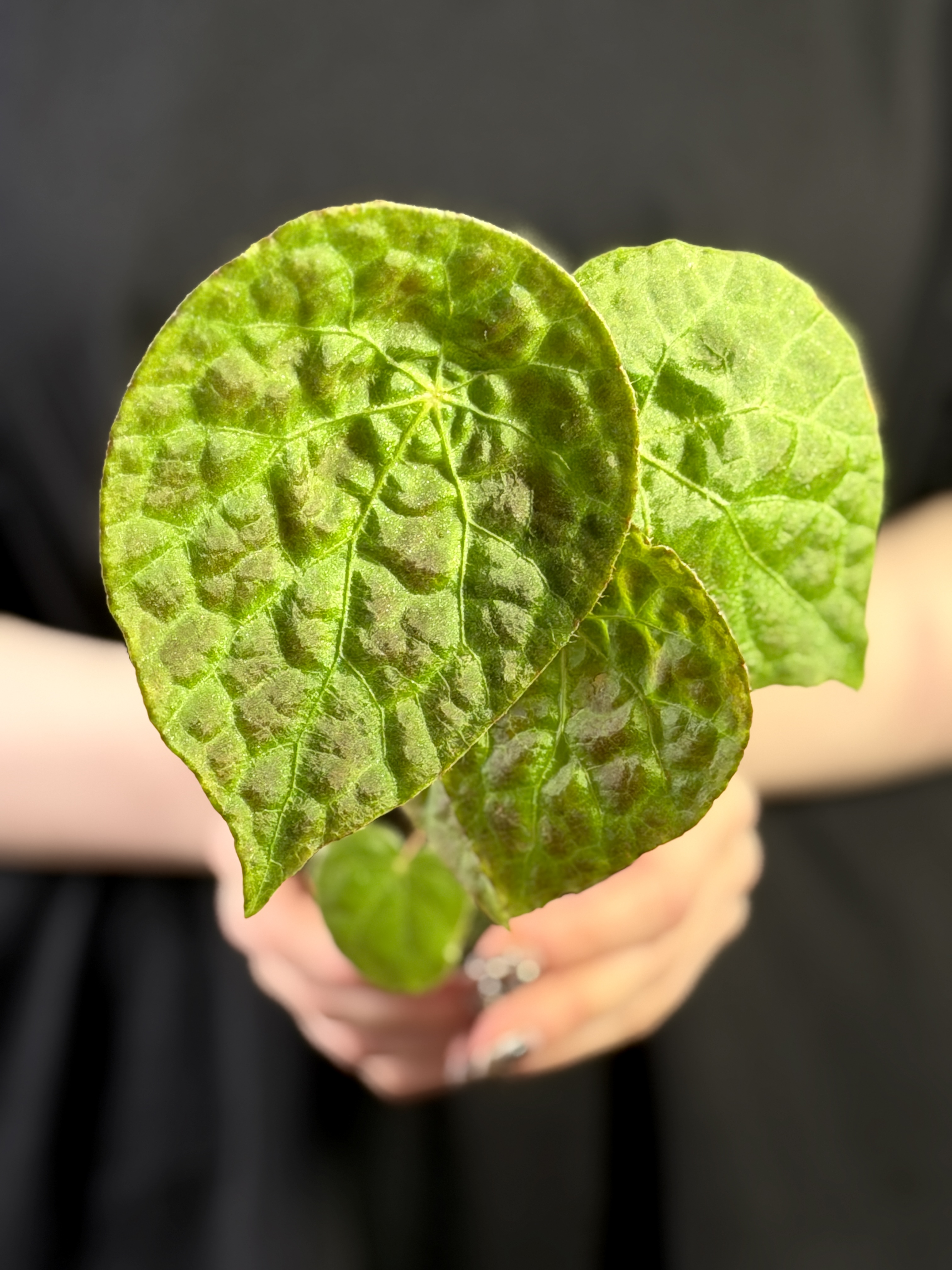 Бегония Футоенсис (Begonia Phuthoensis) D8см