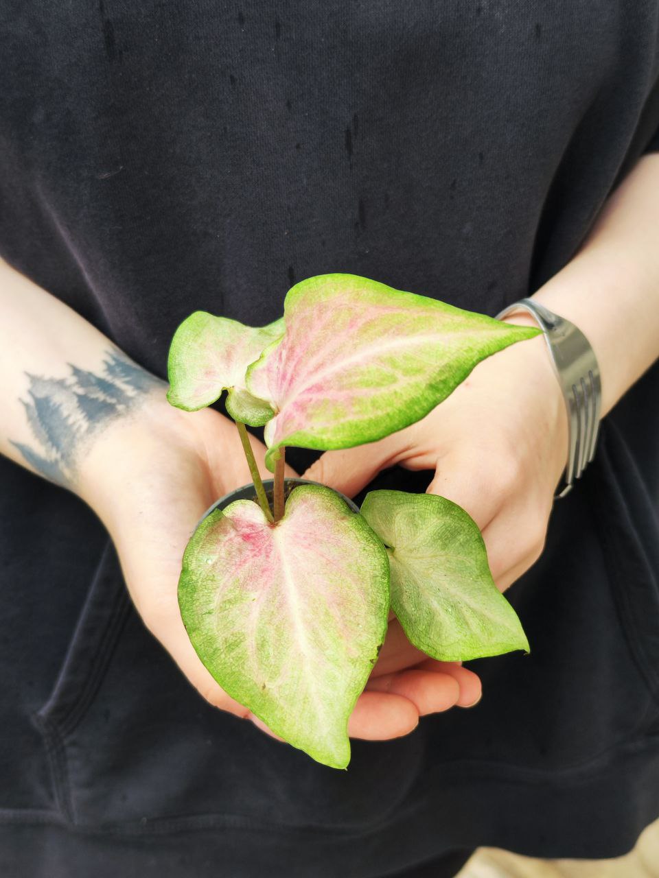 Каладиум Макулатум (Caladium Maculatum) D6см