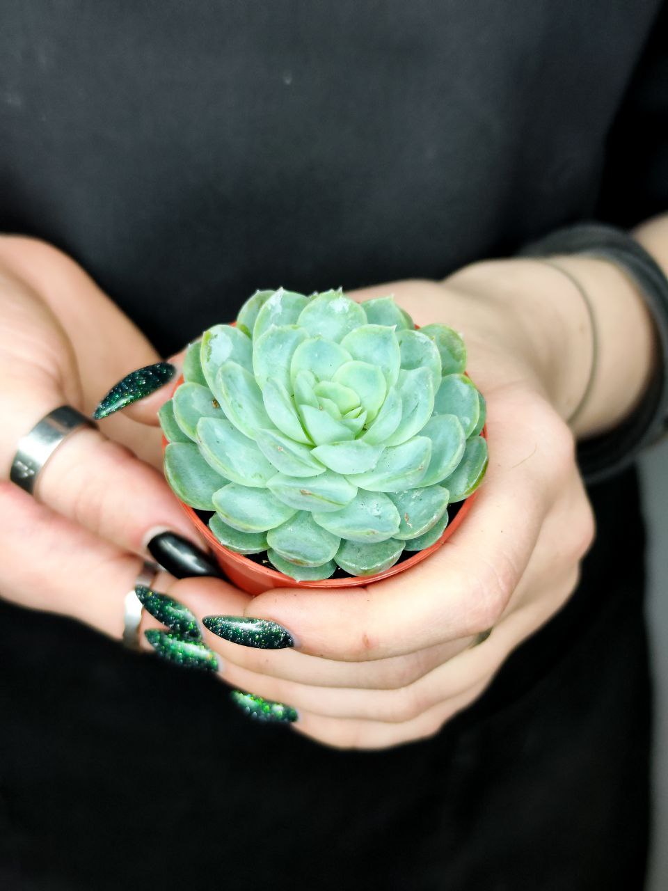 Эхеверия Изящная (Echeveria Elegans) D5см