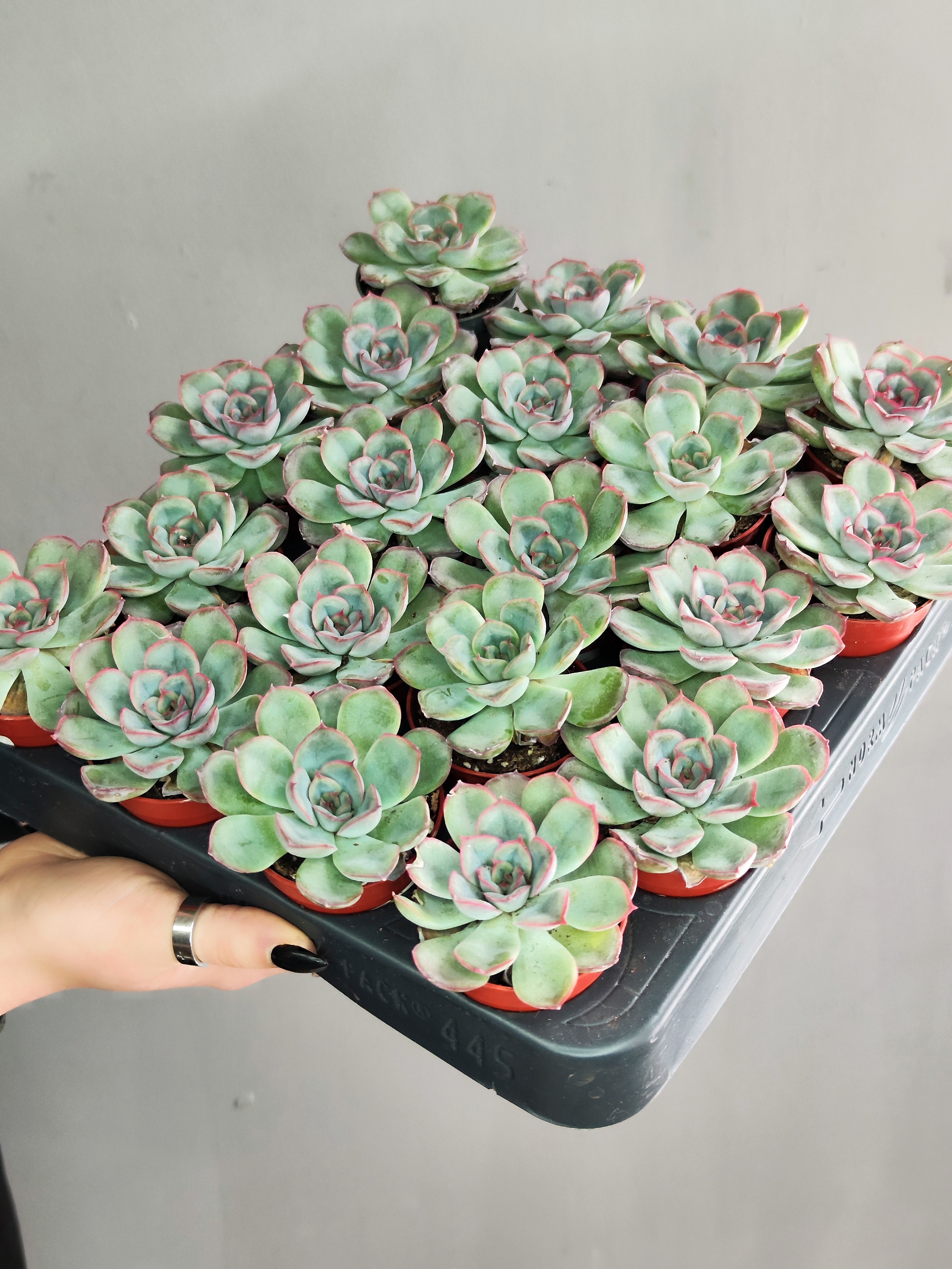 Эхеверия Мистери (Echeveria Mystery) D5см
