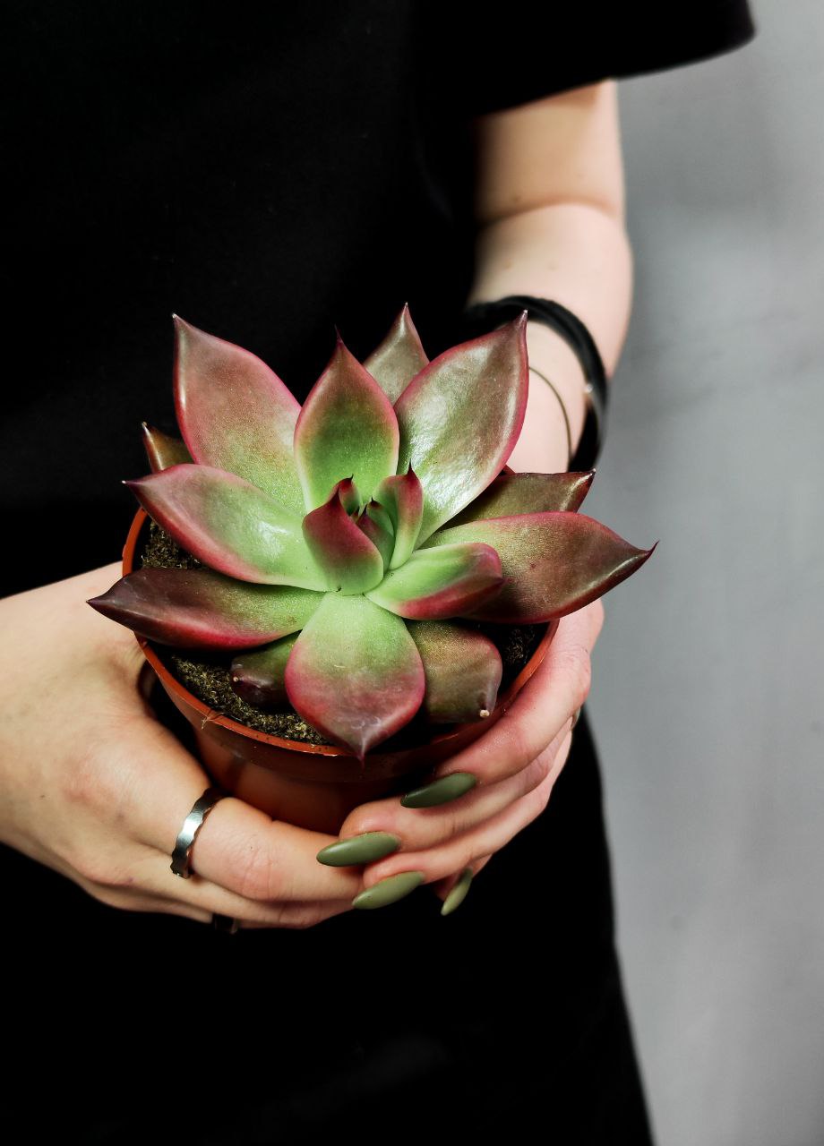 Эхеверия Марс Галакси (Echeveria Mars Galaxy) D8см