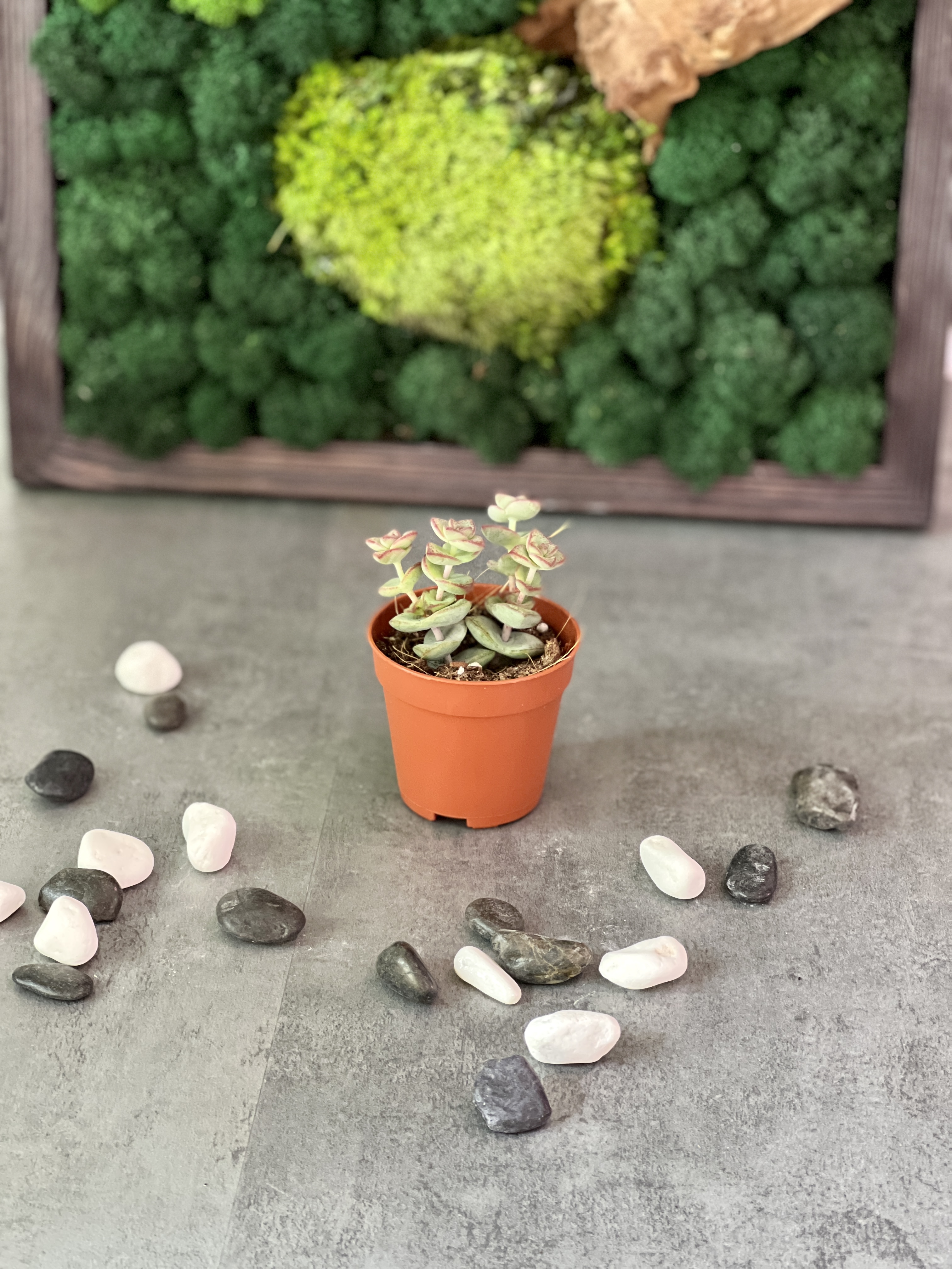 Крассула Рупестрис (Crassula Rupestris) D5см
