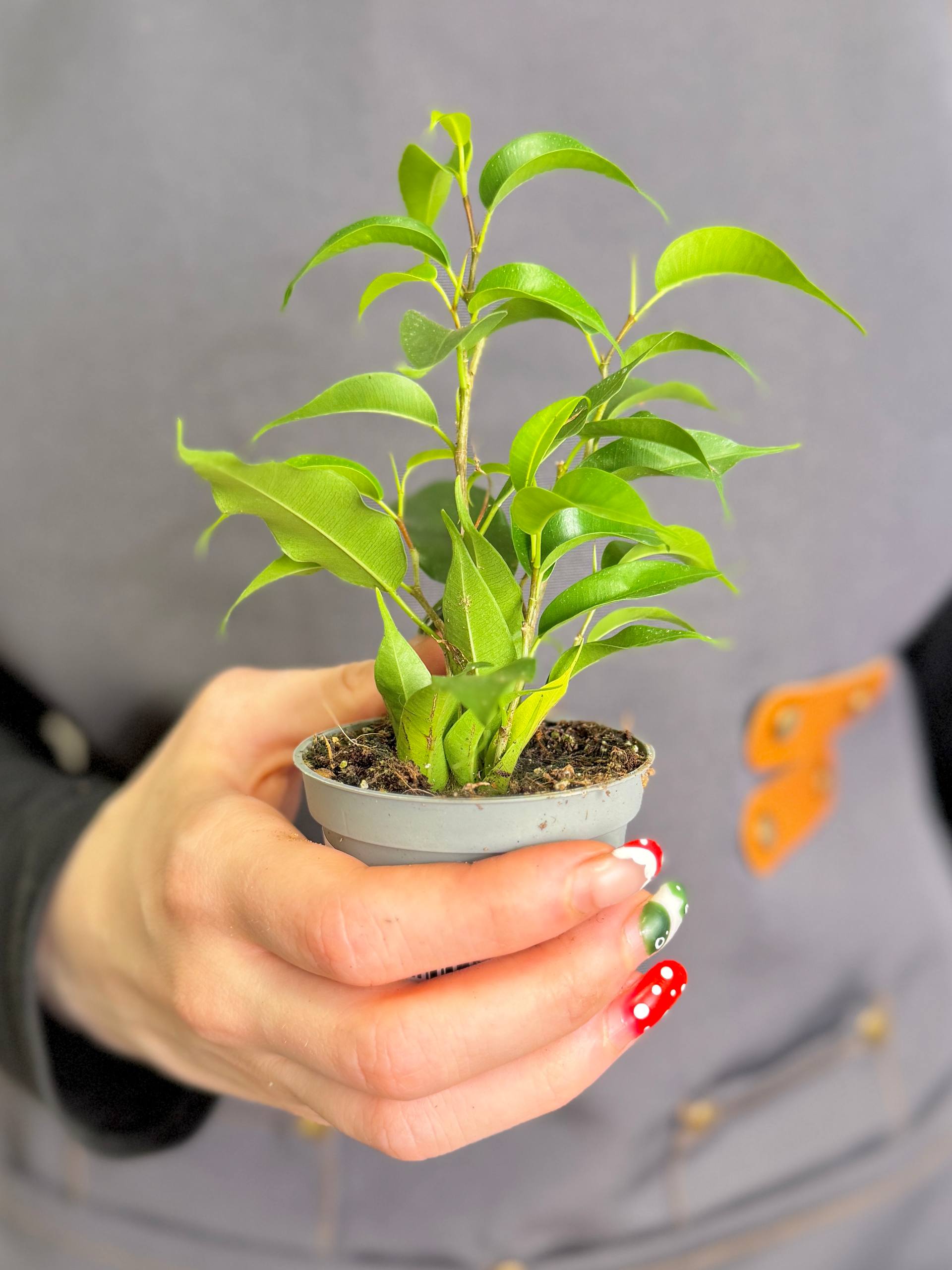Фикус Бенджамина Наташа (Ficus Benjamina Natasja) D6см