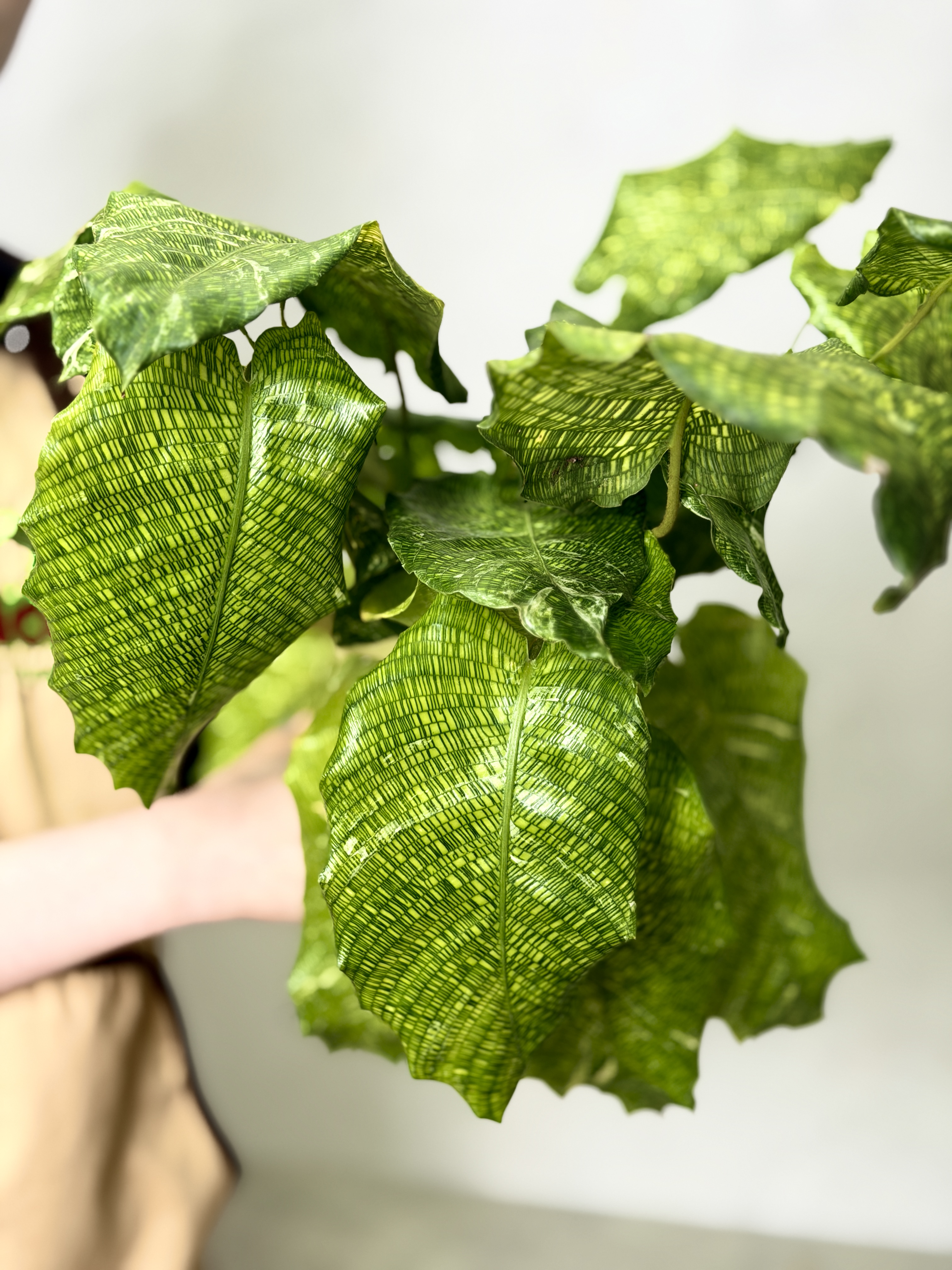 Калатея Мозаика Вариегата, или Нетворк Мозаичная (Calathea Musaica Variegata) D10см