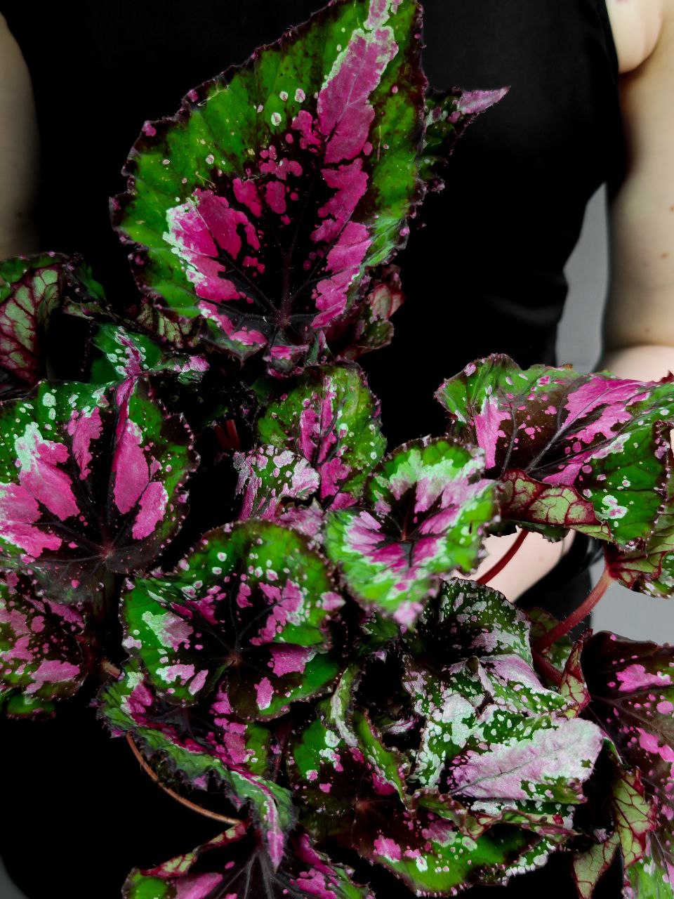 Бегония Рекс Аляска Крик (Begonia Beleaf Alaska Creek) D12см