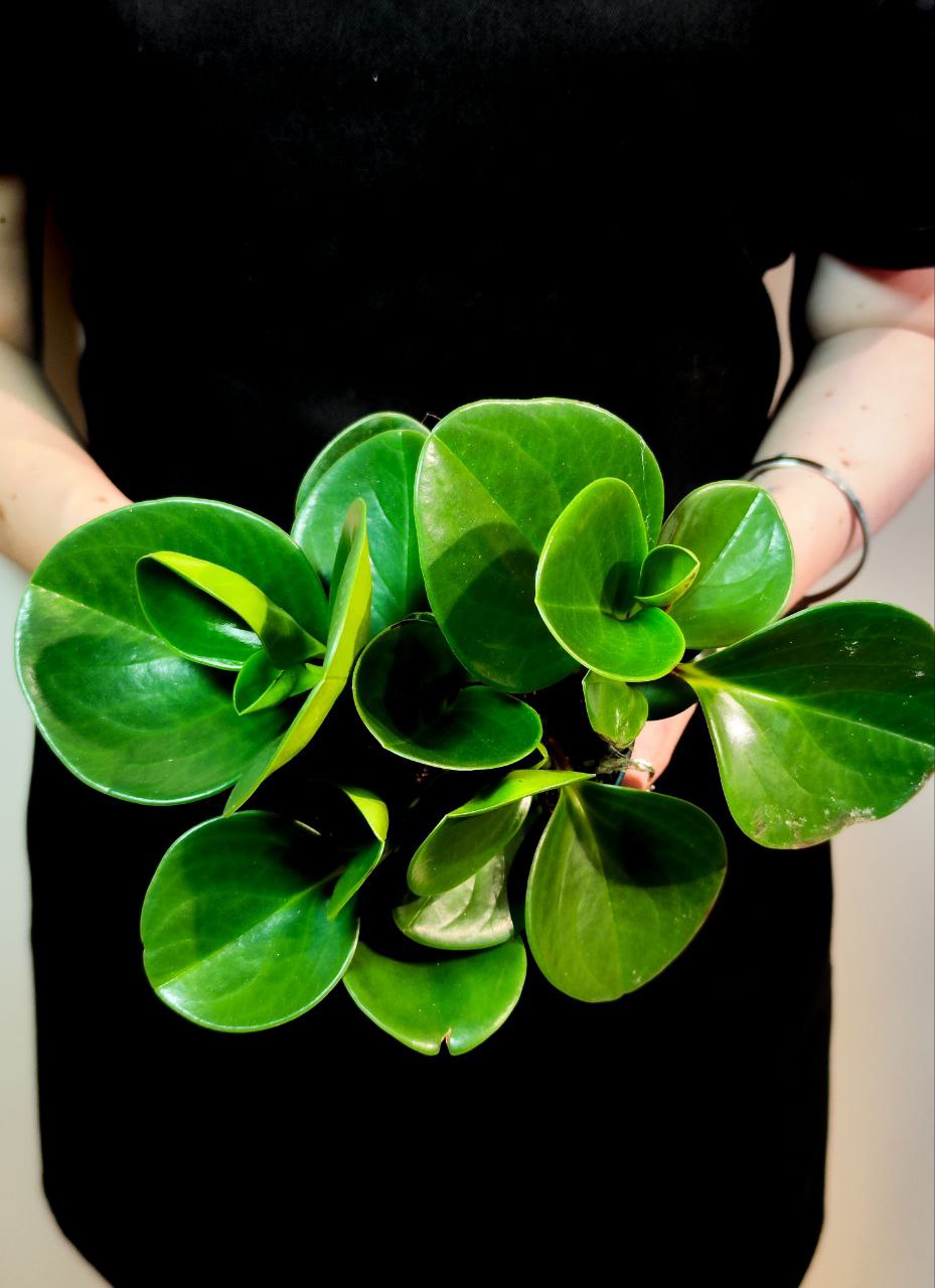 Пеперомия Туполистная Зеленая (Peperomia Obtusifolia Green) D11см