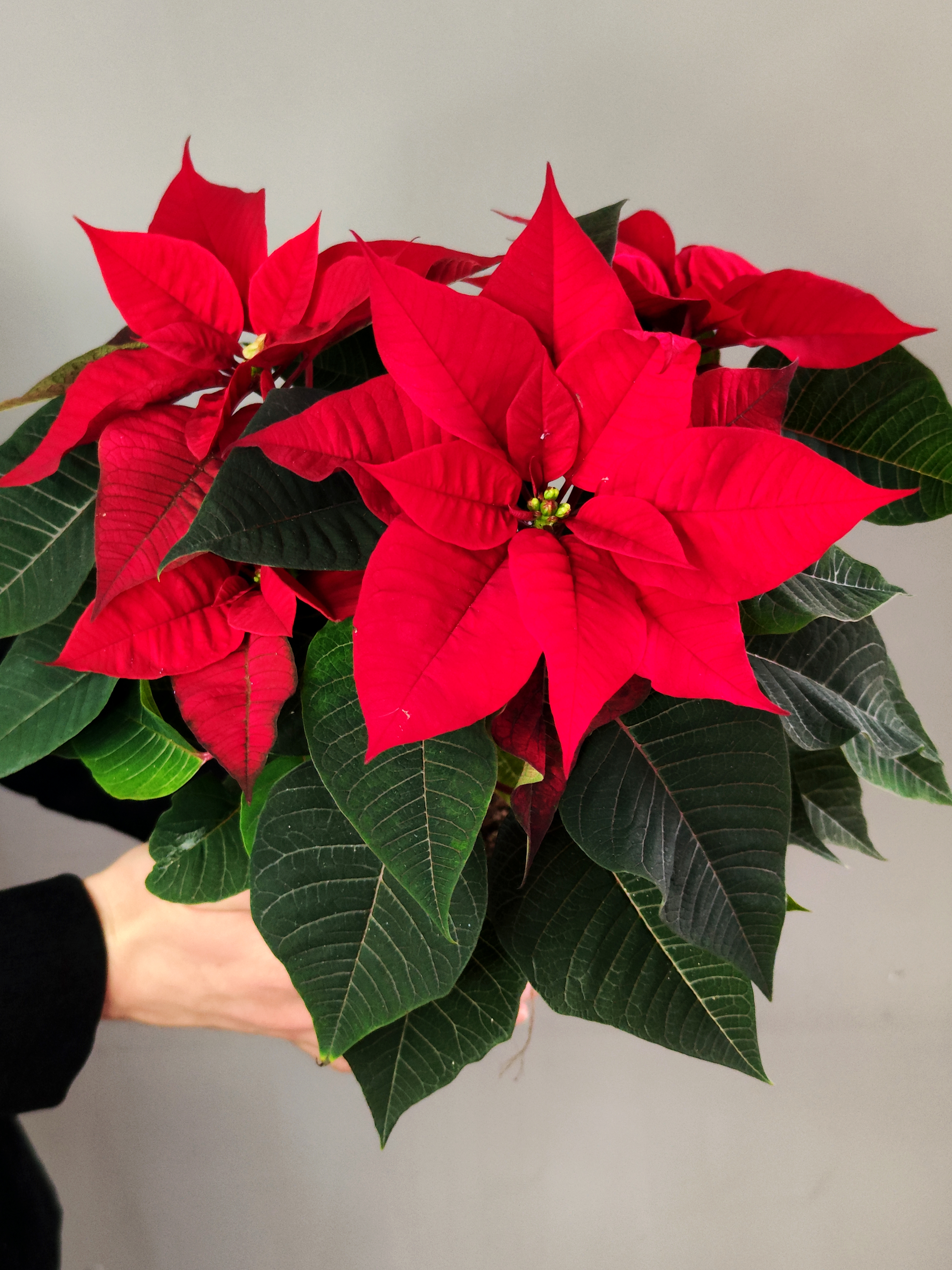 Пуансеттия Фрея Красная (Poinsettia Freya Red) D13см