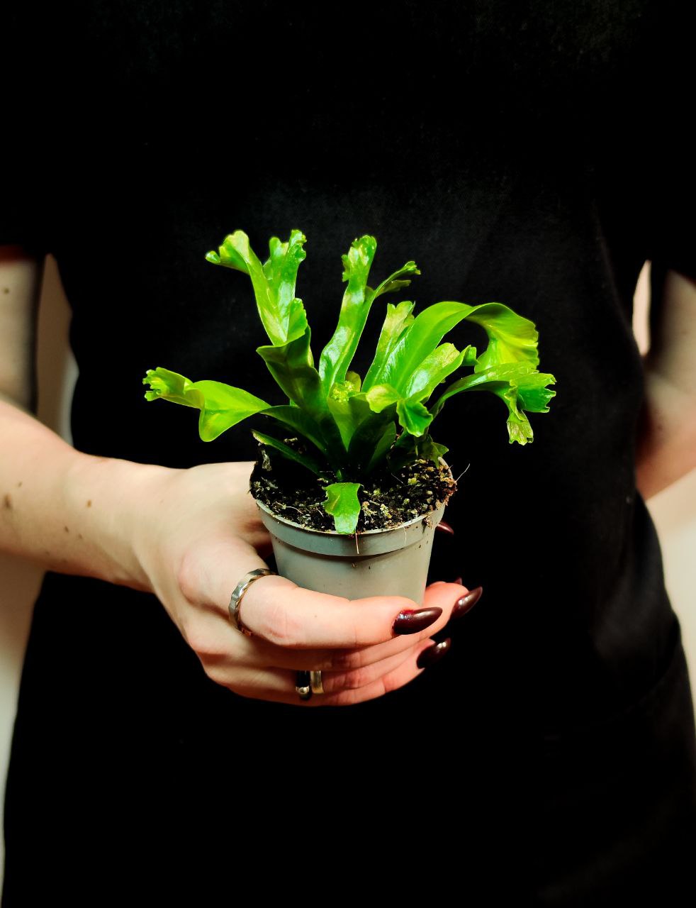 Асплениум Лесли (Asplenium Antiquum Leslie) D6см