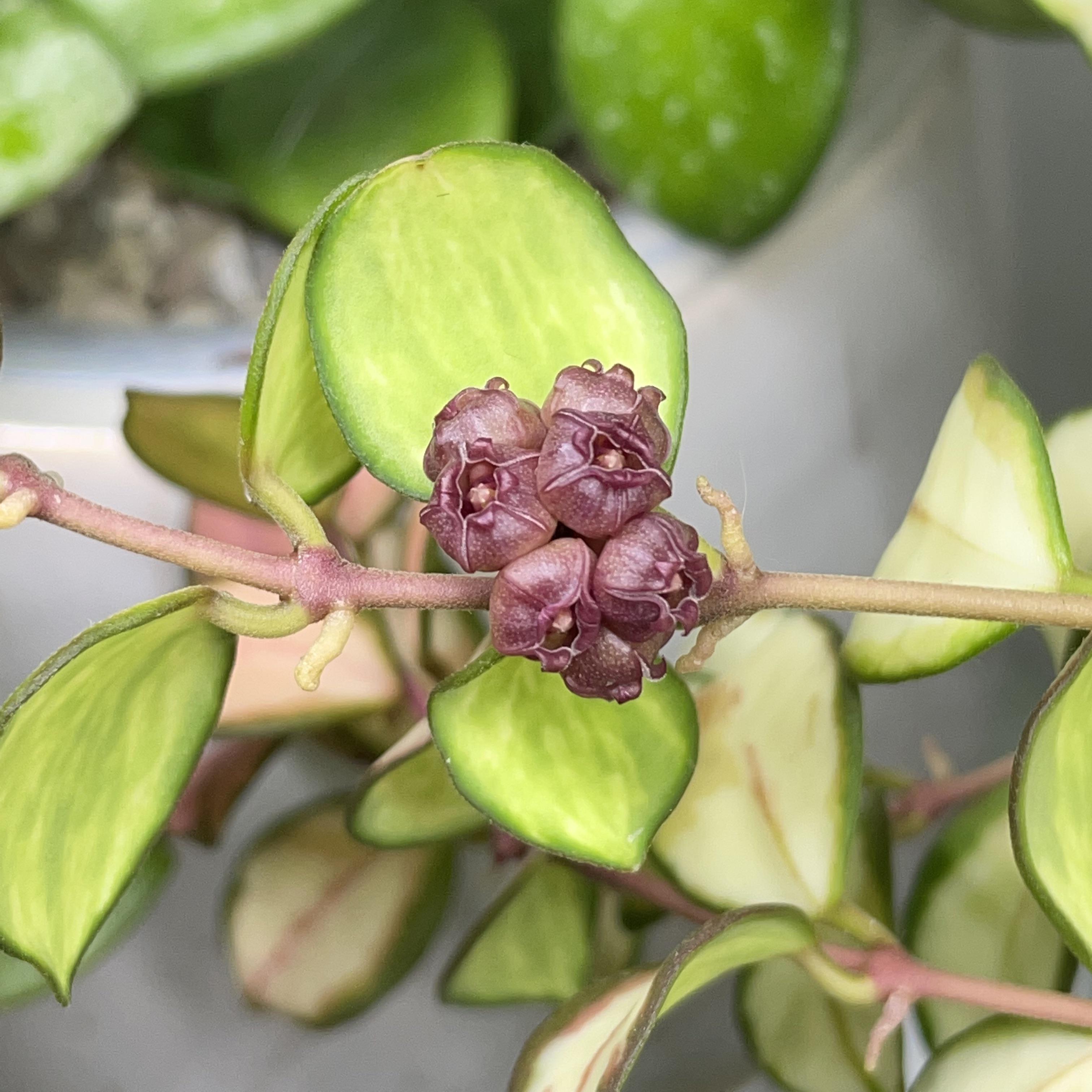 Хойя Хешкелиана Вариегатная (Hoya Heuschkeliana Variagata) D10см