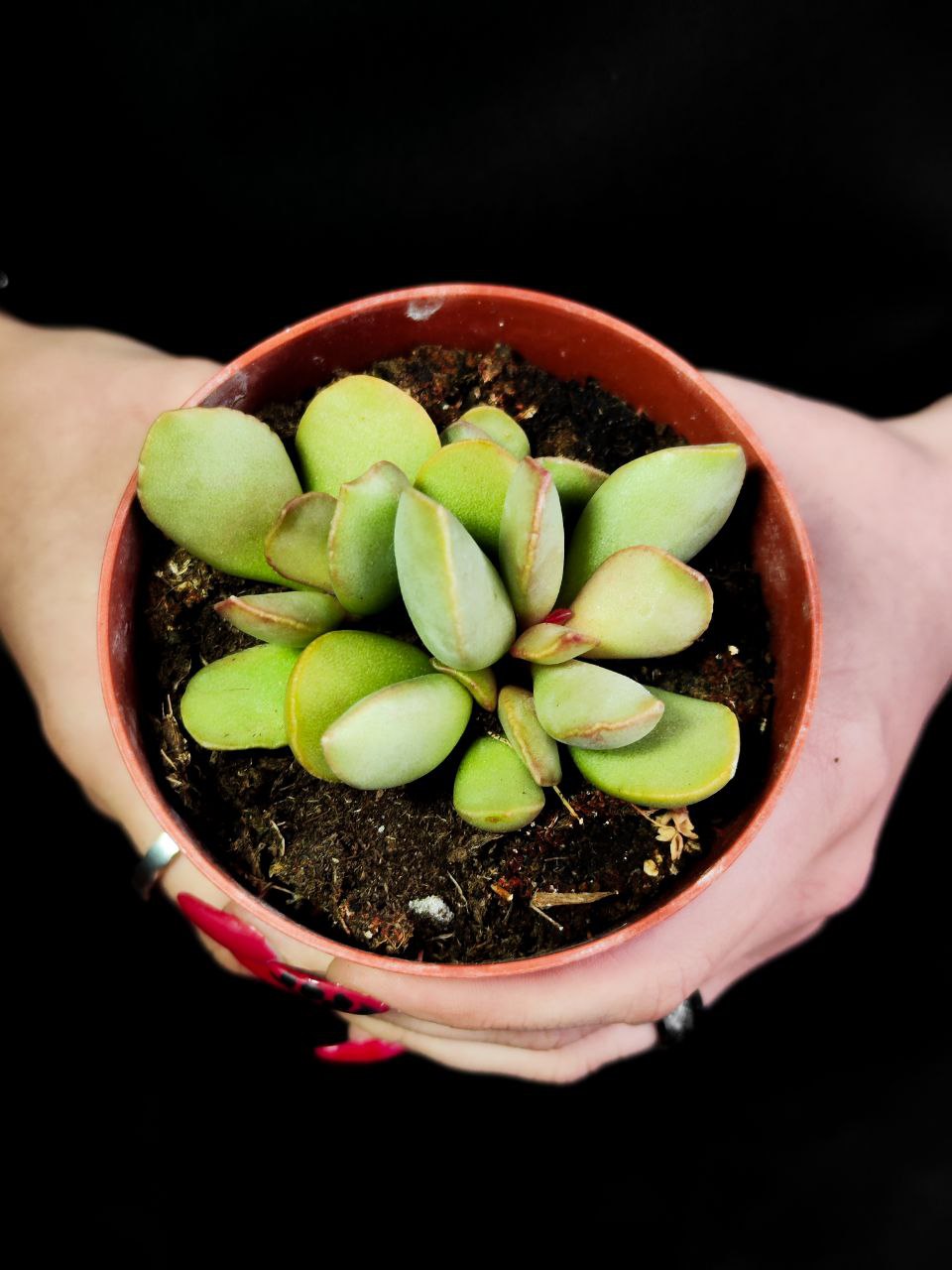 Адромискус Пинк Блаш (Adromischus Pink Blush) D8,5см