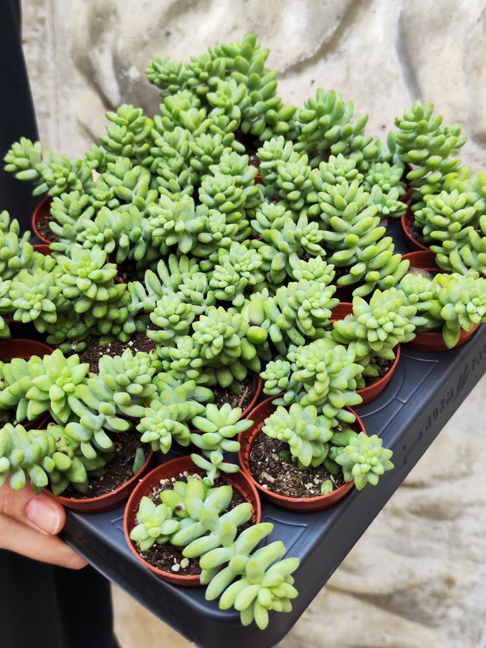 Седум Буррито (Sedum Burrito) D5см