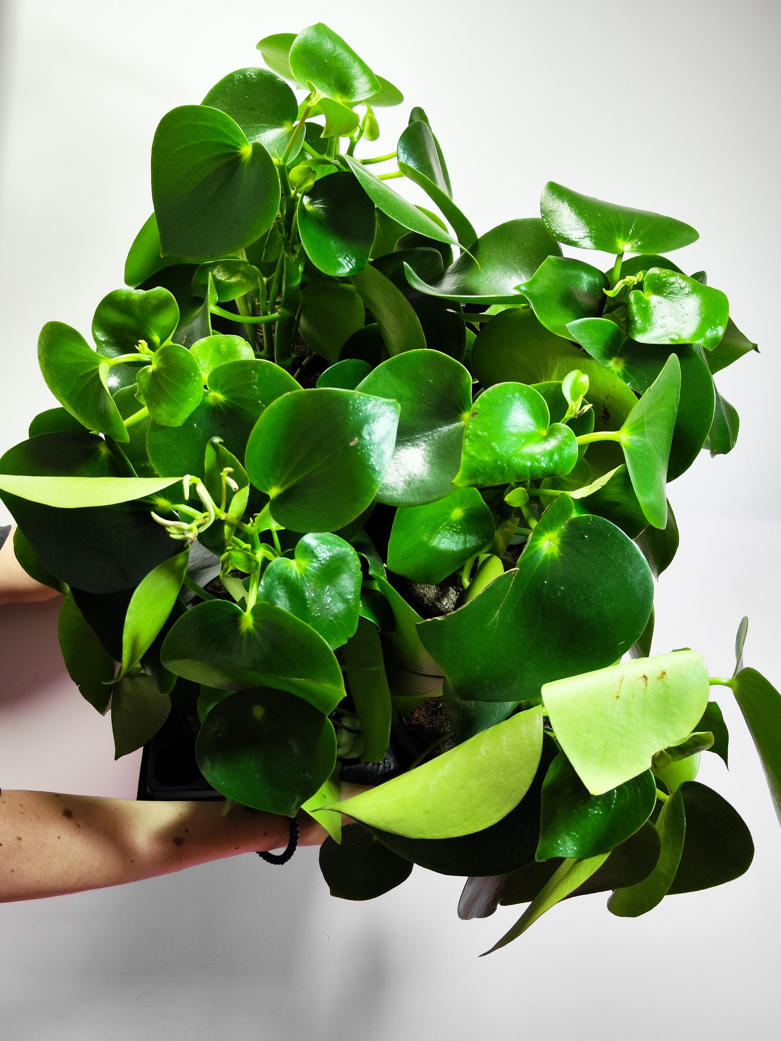 Пеперомия Рейндроп (Peperomia Polybotrya Raindrop) D12см