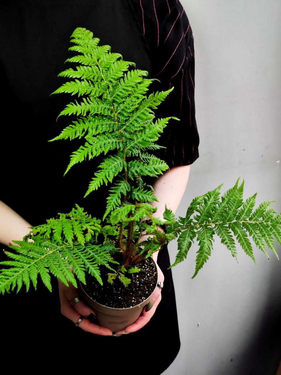 Древовидный Папоротник, или Циатея Австралис (Cyathea Australis) D12см