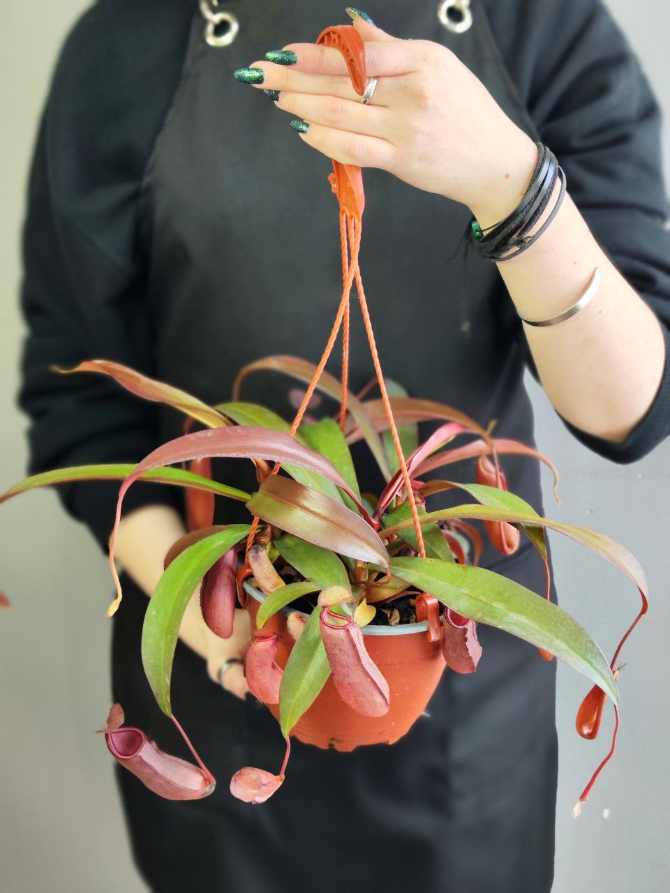 Непентес Сангвинея (Nepenthes Sanguinea) D14см в подвесном кашпо