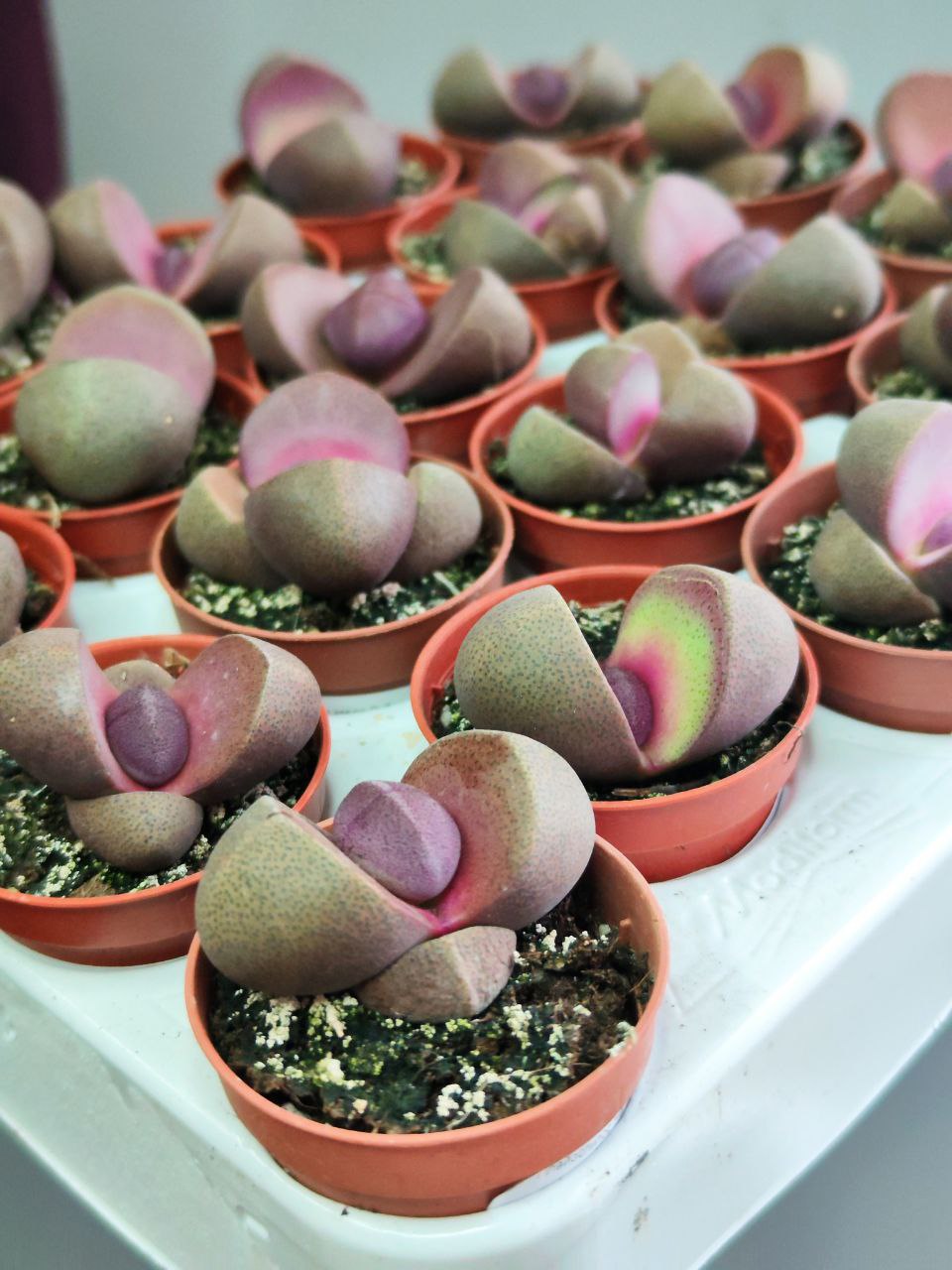 Плейоспилос Неля Рубра (Pleiospilos Nelii Rubra) D5см
