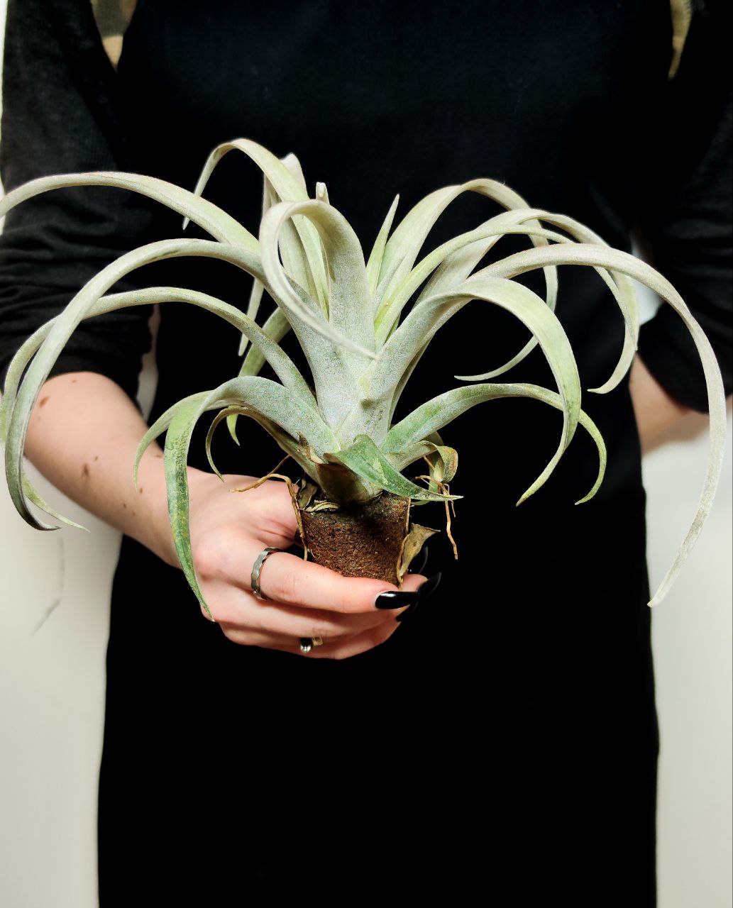 Тилландсия Кларио (Tillandsia Clario)
