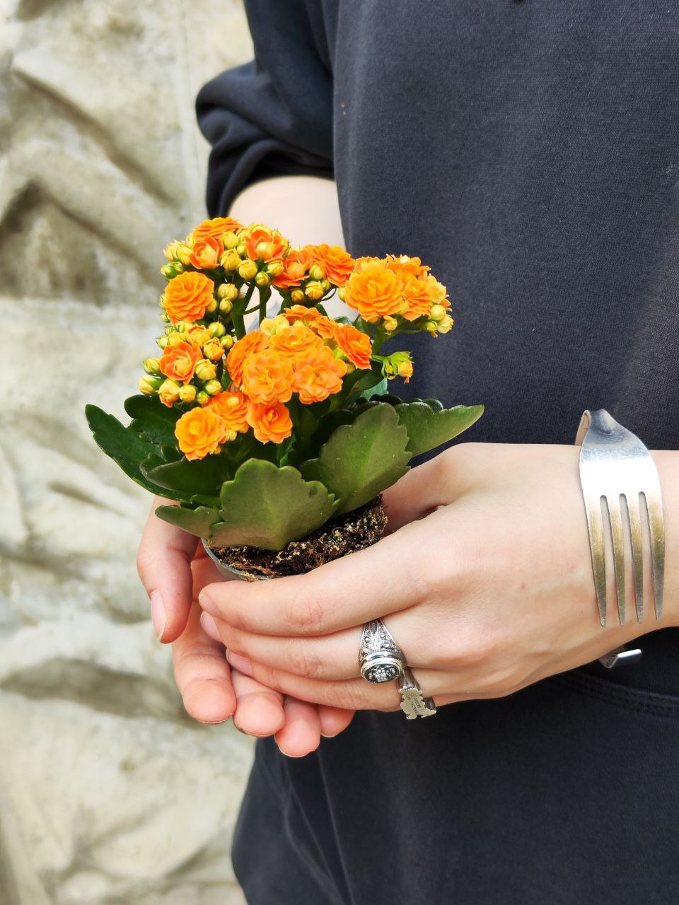 Каланхоэ Розалина Персиковая (Kalanchoe Rosalina Orange) D6см