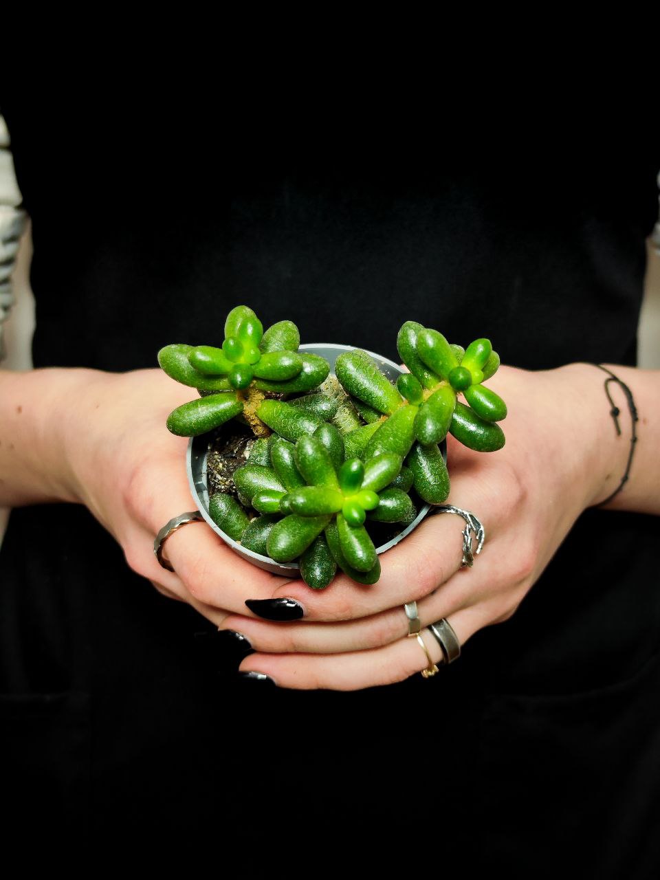 Седум Хернандеса (Sedum Hernandezii) D6,5см
