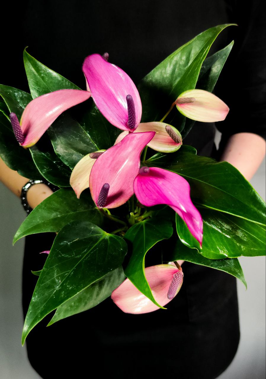 Антуриум Андре Зизу (Anthurium Andre Zizou) D12см