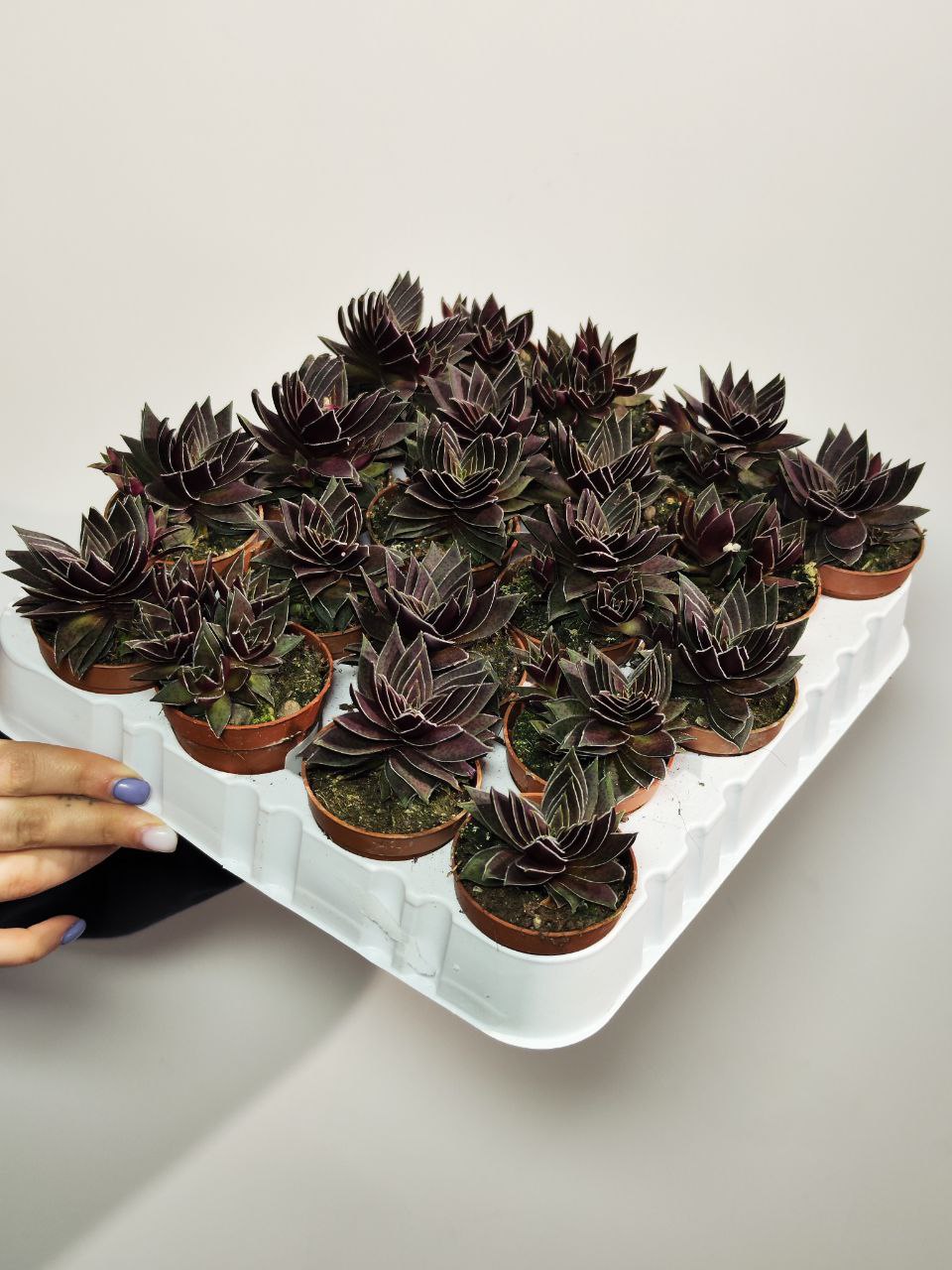 Крассула Капителла Рубра (Crassula Capitella Rubra) D5см