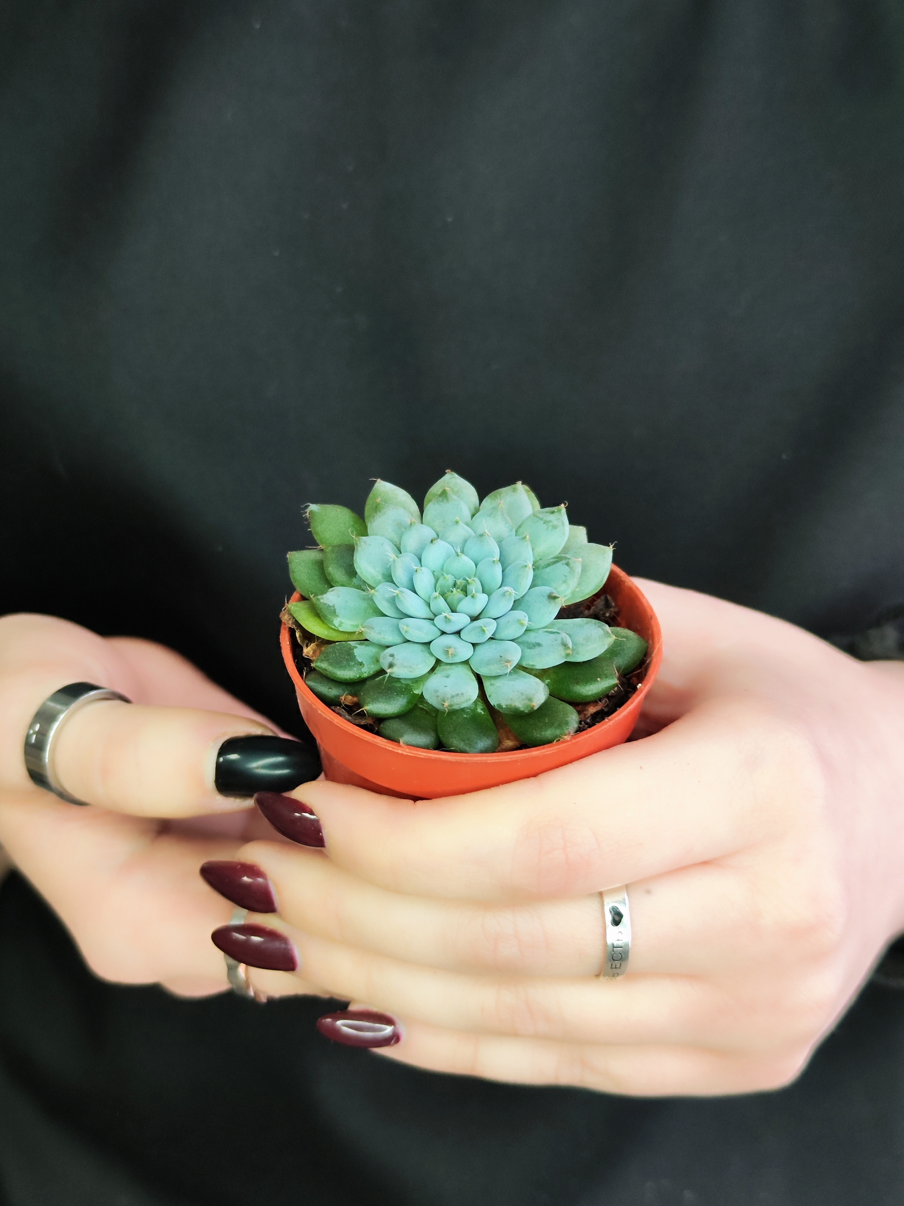Эхеверия Сетоза Деминута (Echeveria Setosa Deminuta) D5см
