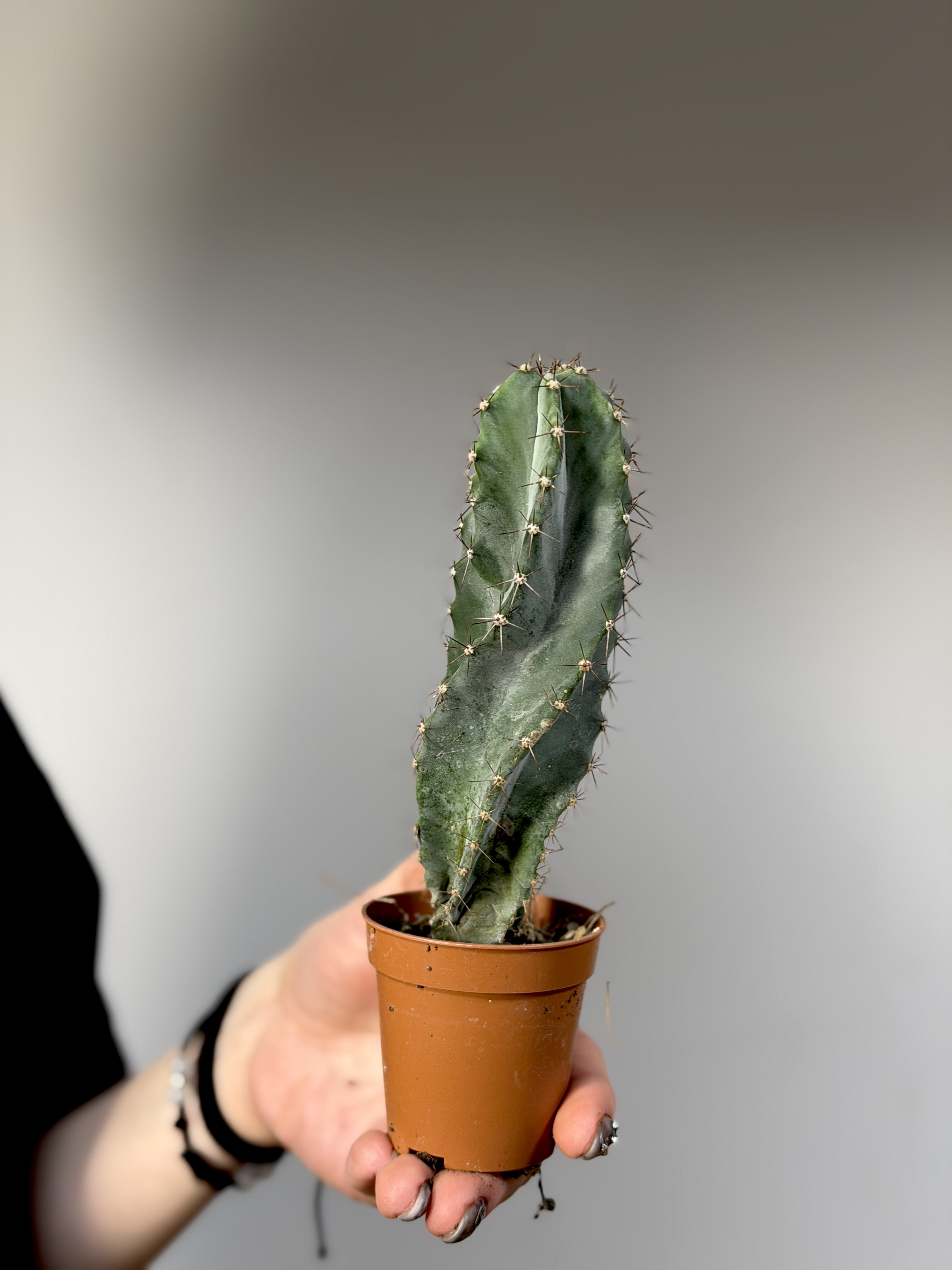 Кактус Лемэроцереус Спиралевидный (Cactus Lemaireocereus Spiral) D5см
