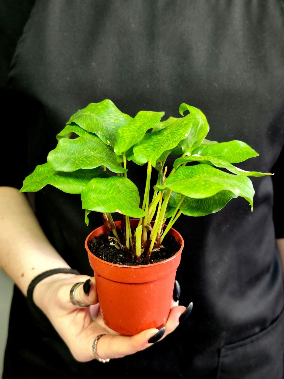 Калатея Нетворк (Calathea Network) D7см