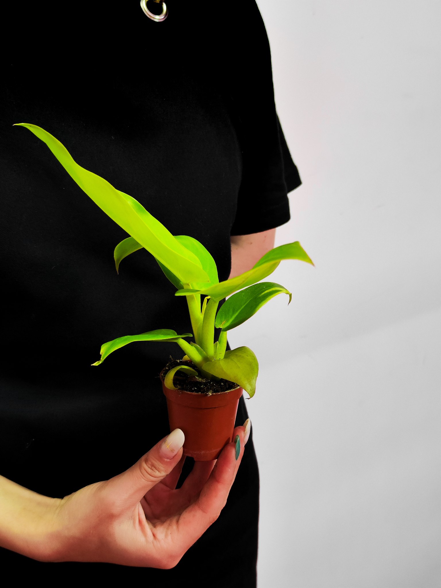 Филодендрон Мелинонии Голд (Philodendron Melinonii Gold) D6см