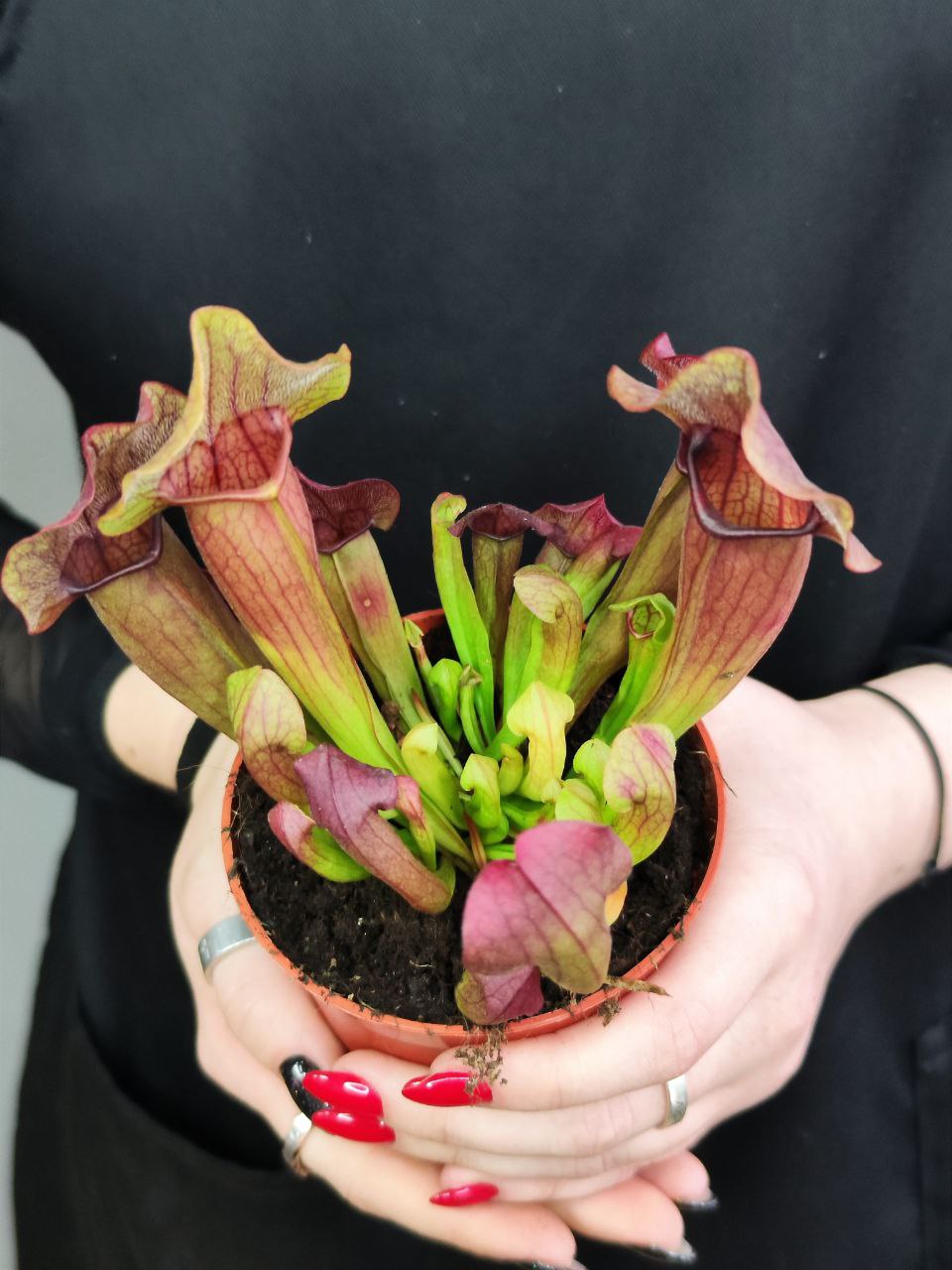 Саррацения Марун (Sarracenia Maroon) D9см