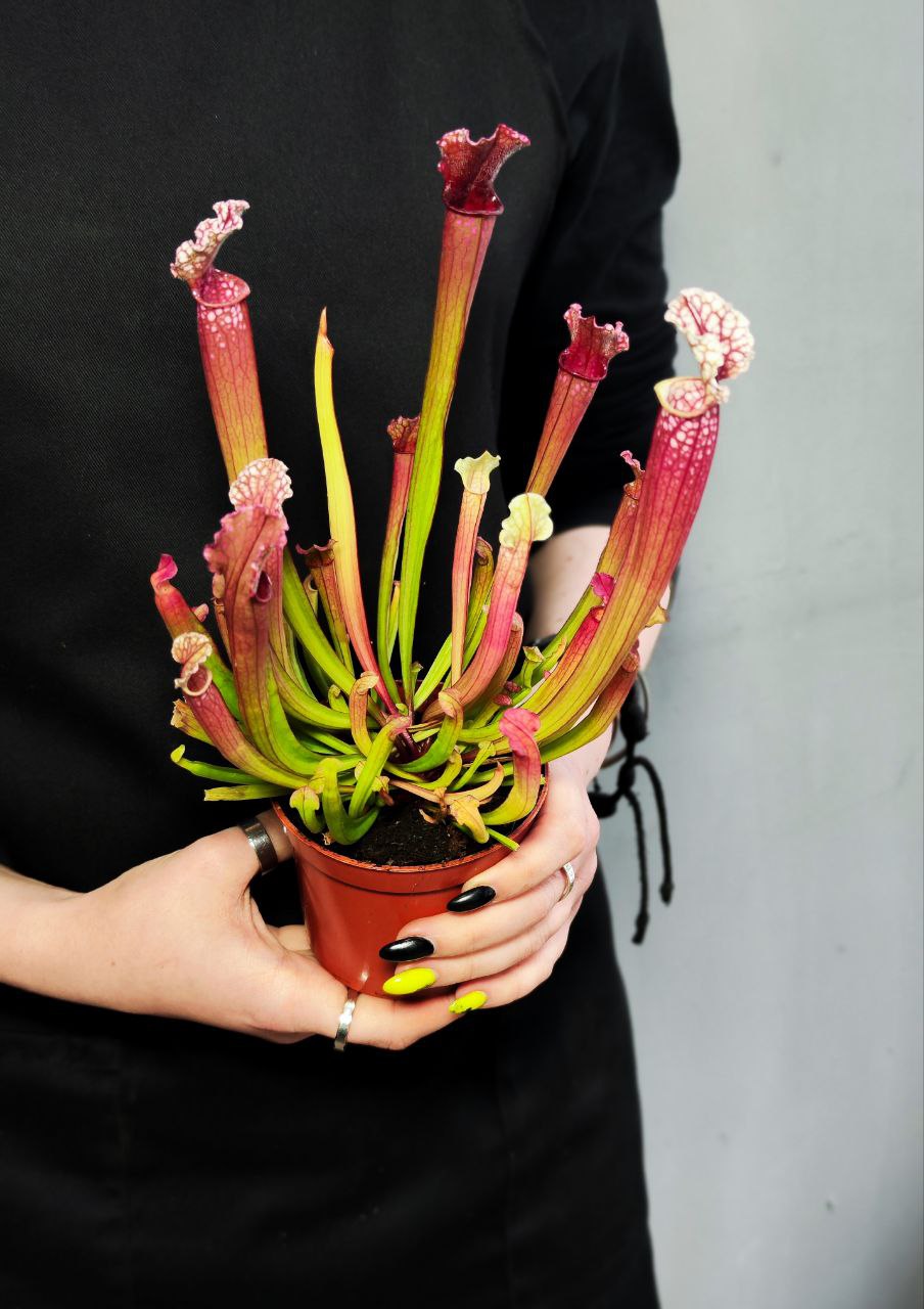 Саррацения Стивенси (Sarracenia Stevensii) D9см