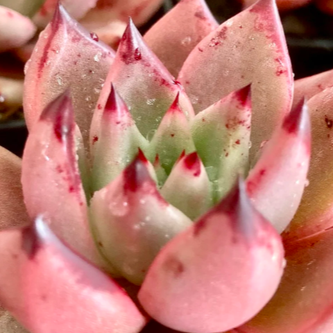 Эхеверия Агавовидес Ромео (Echeveria Agavoides Romeo) D6,5см
