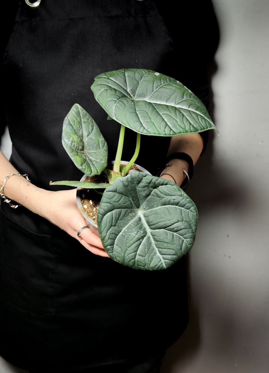 Алоказия Махарани, или Алоказия Грей Драгон (Alocasia Maharani Grey Dragon) D12см