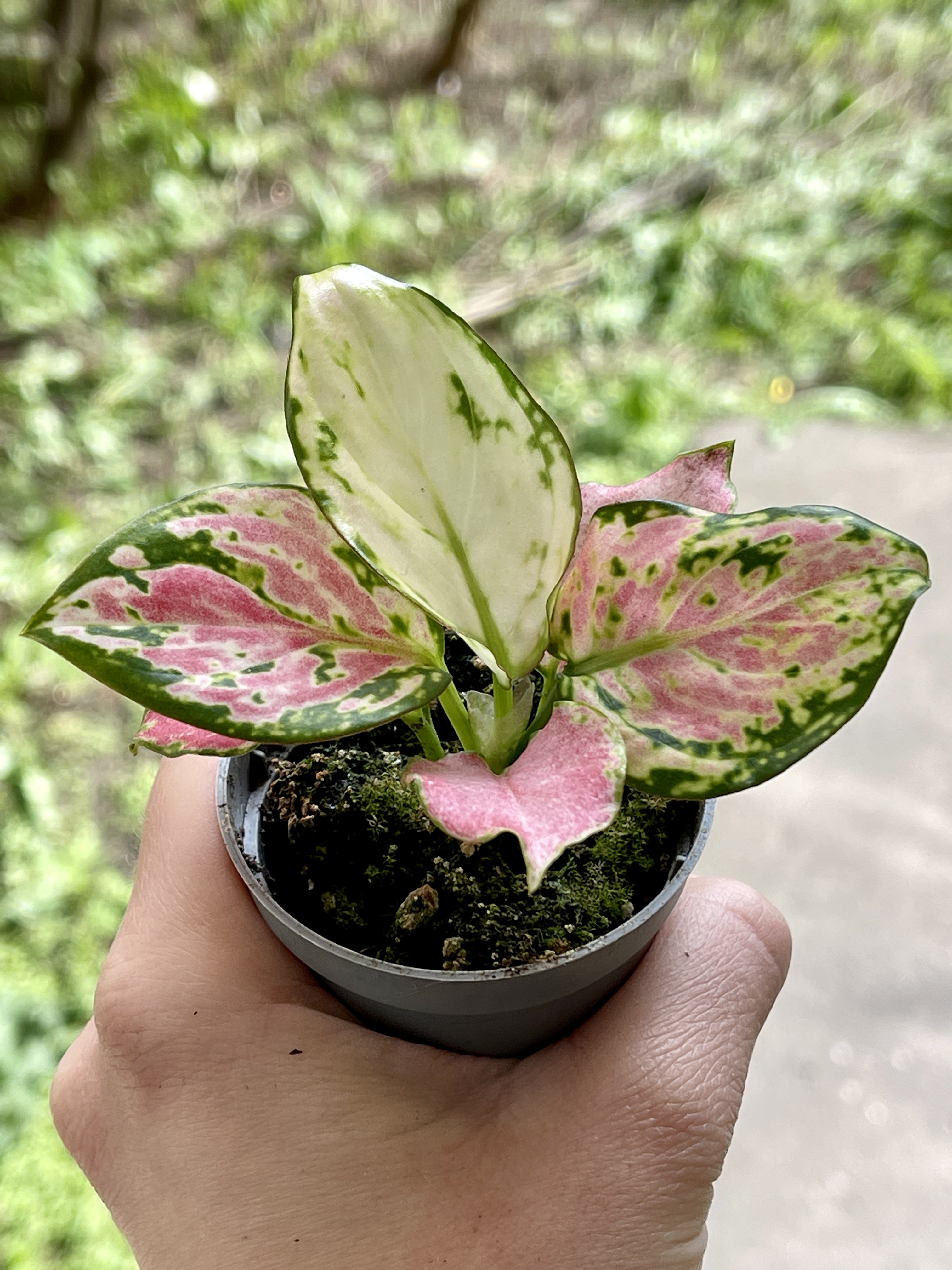 Аглаонема Красный Циркон (Aglaonema Red Zirkon) D6см