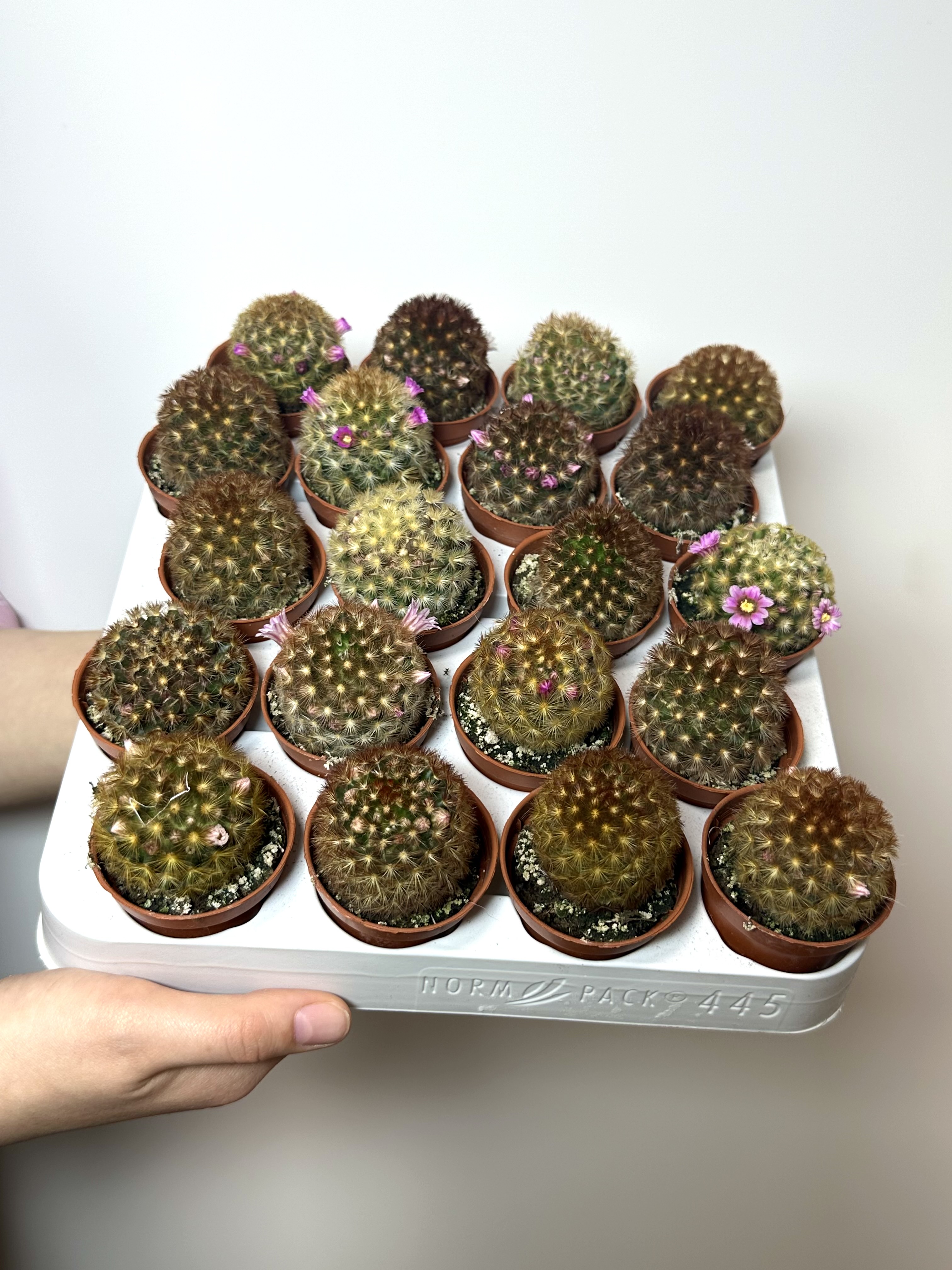 Маммиллярия Кармен Рубриспина (Mammillaria Carmenae Rubrispinus) D5см