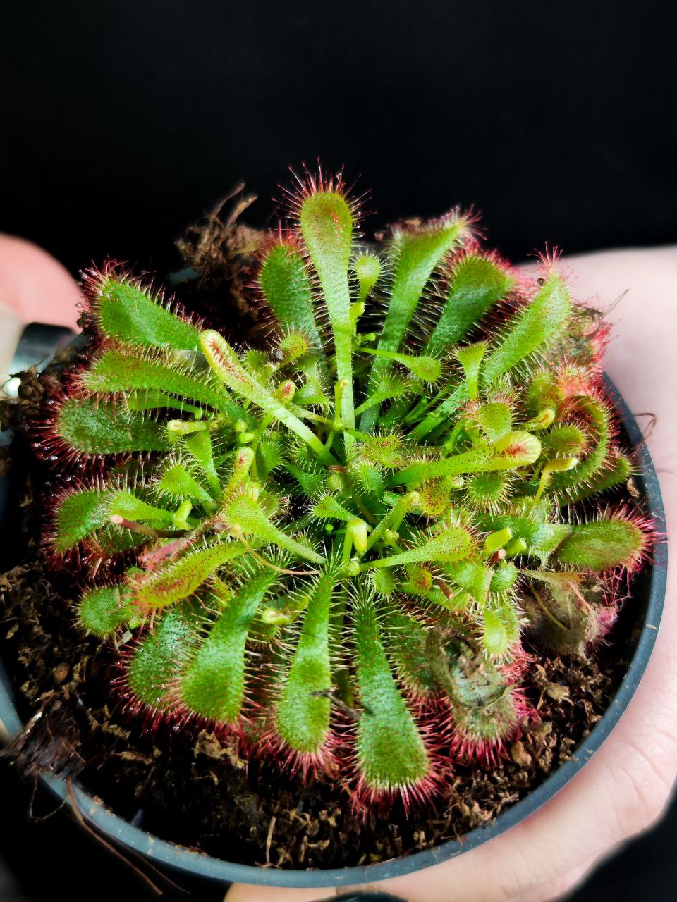 Росянка Спатулата (Drosera Spatulata) D9см