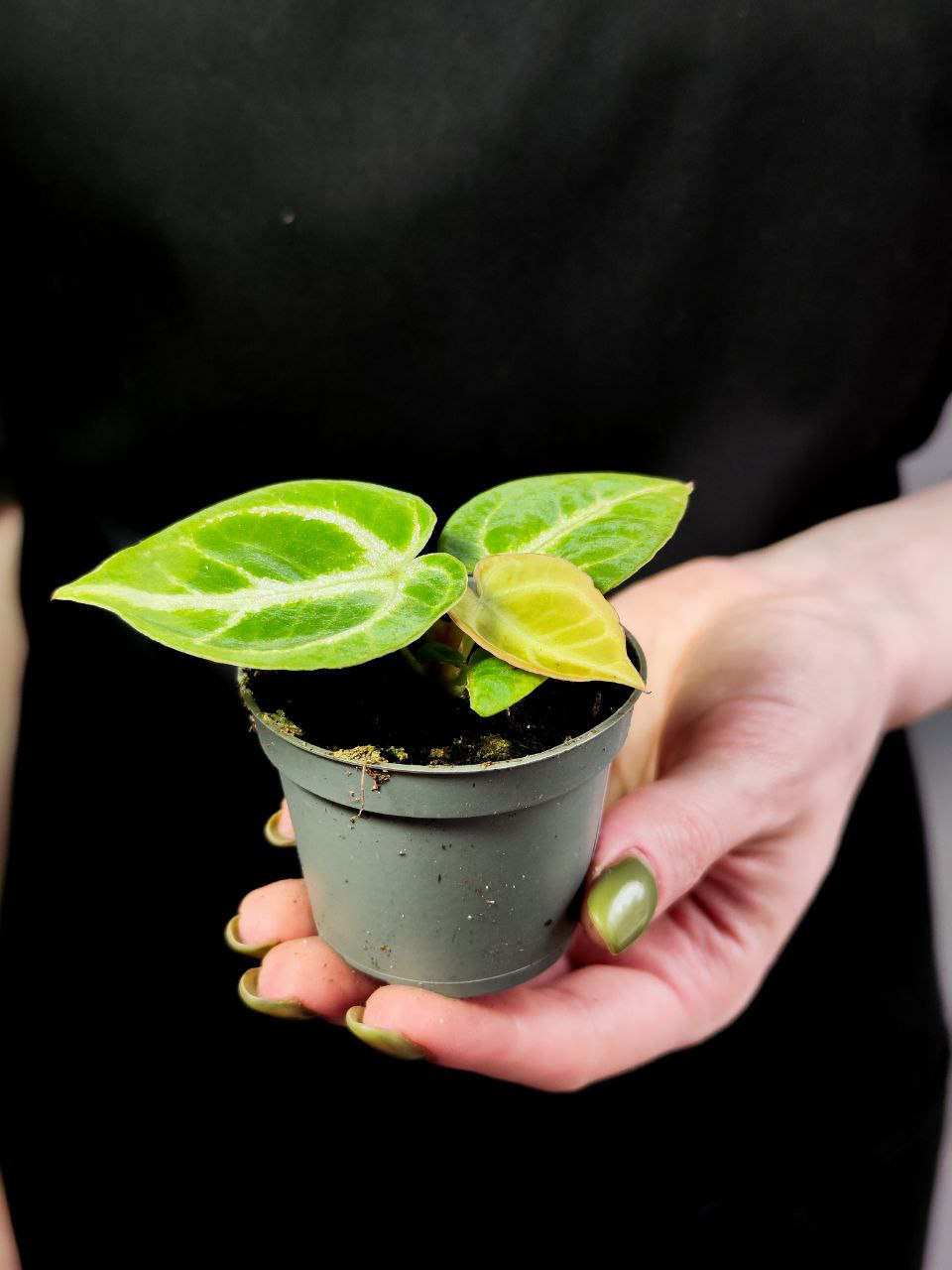 Антуриум Сильвер Блаш (Anthurium Silver Blush) D6см